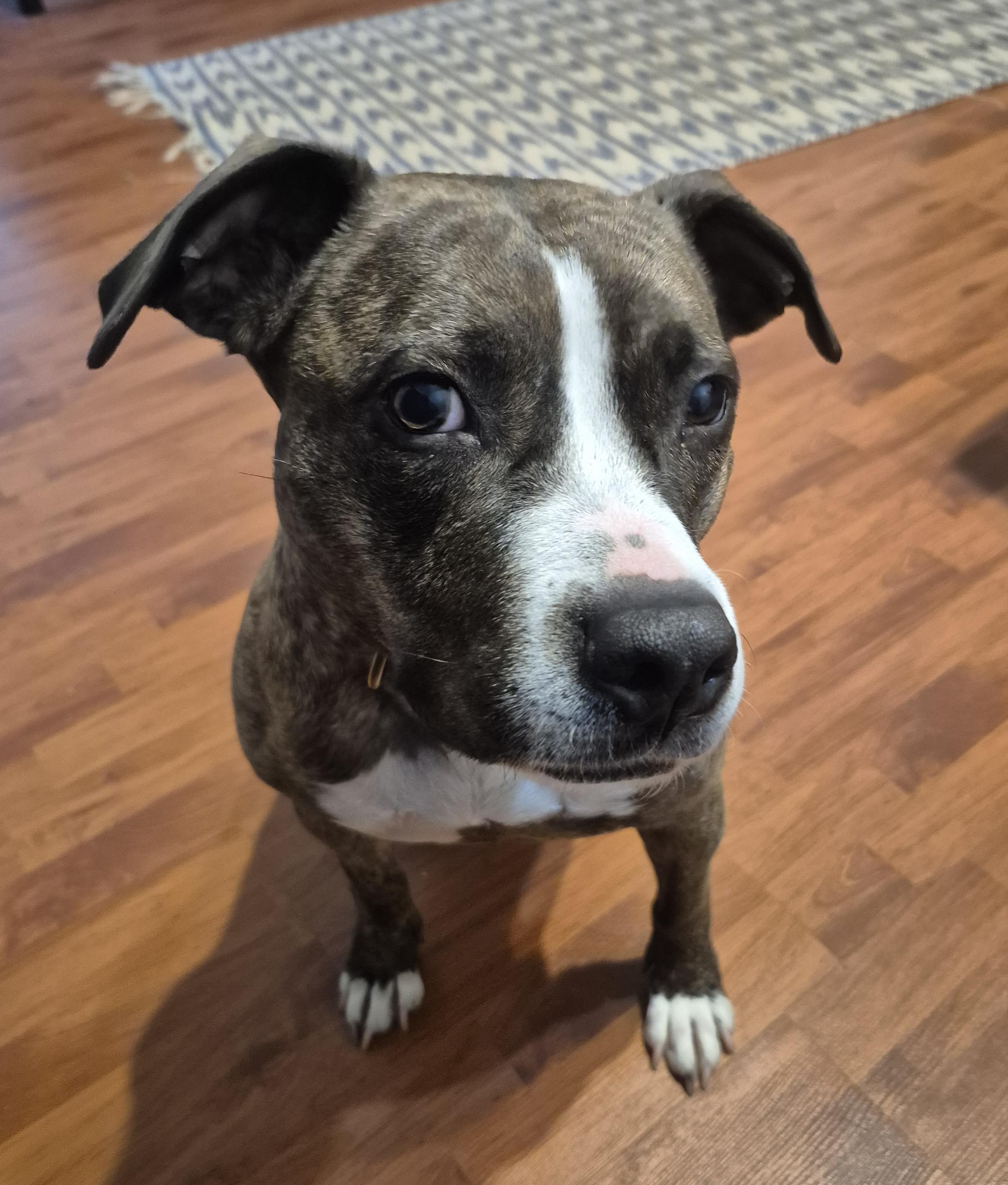 Piggy B, a ADOPTABLE mixed breed in Darlington, SC image 2/4