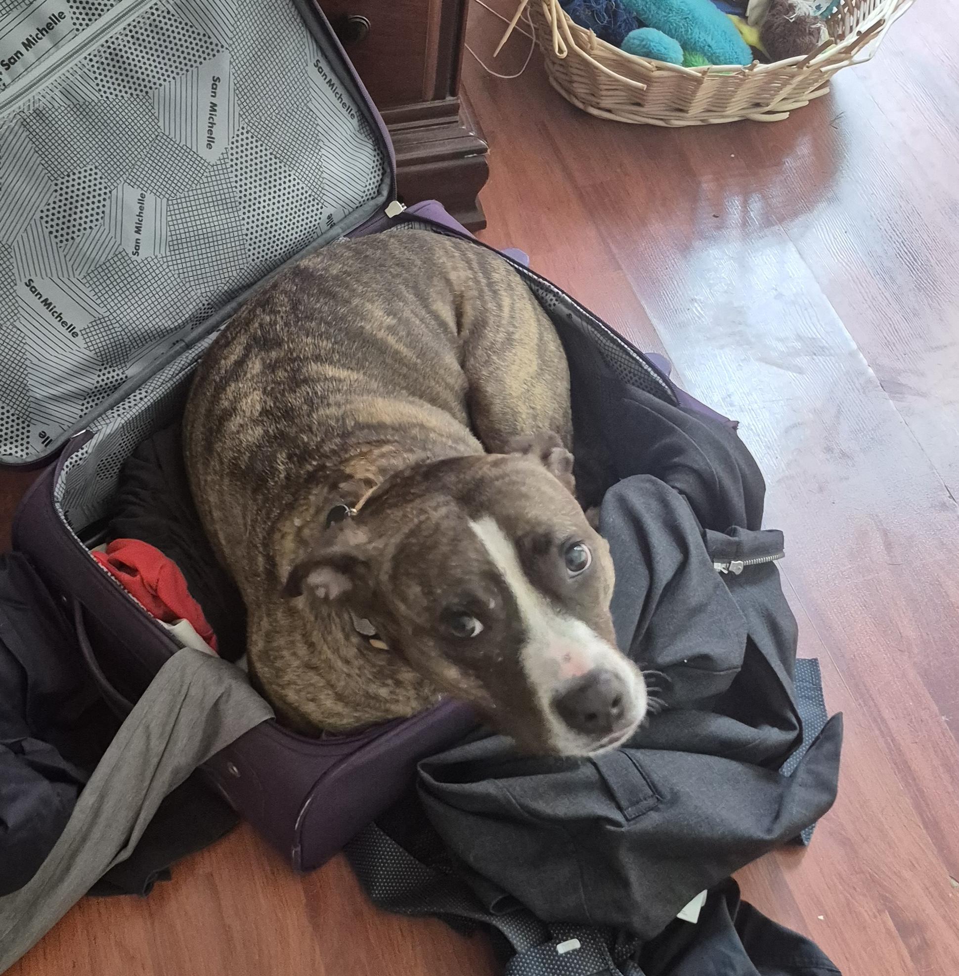Piggy B, a ADOPTABLE mixed breed in Darlington, SC image 3/4