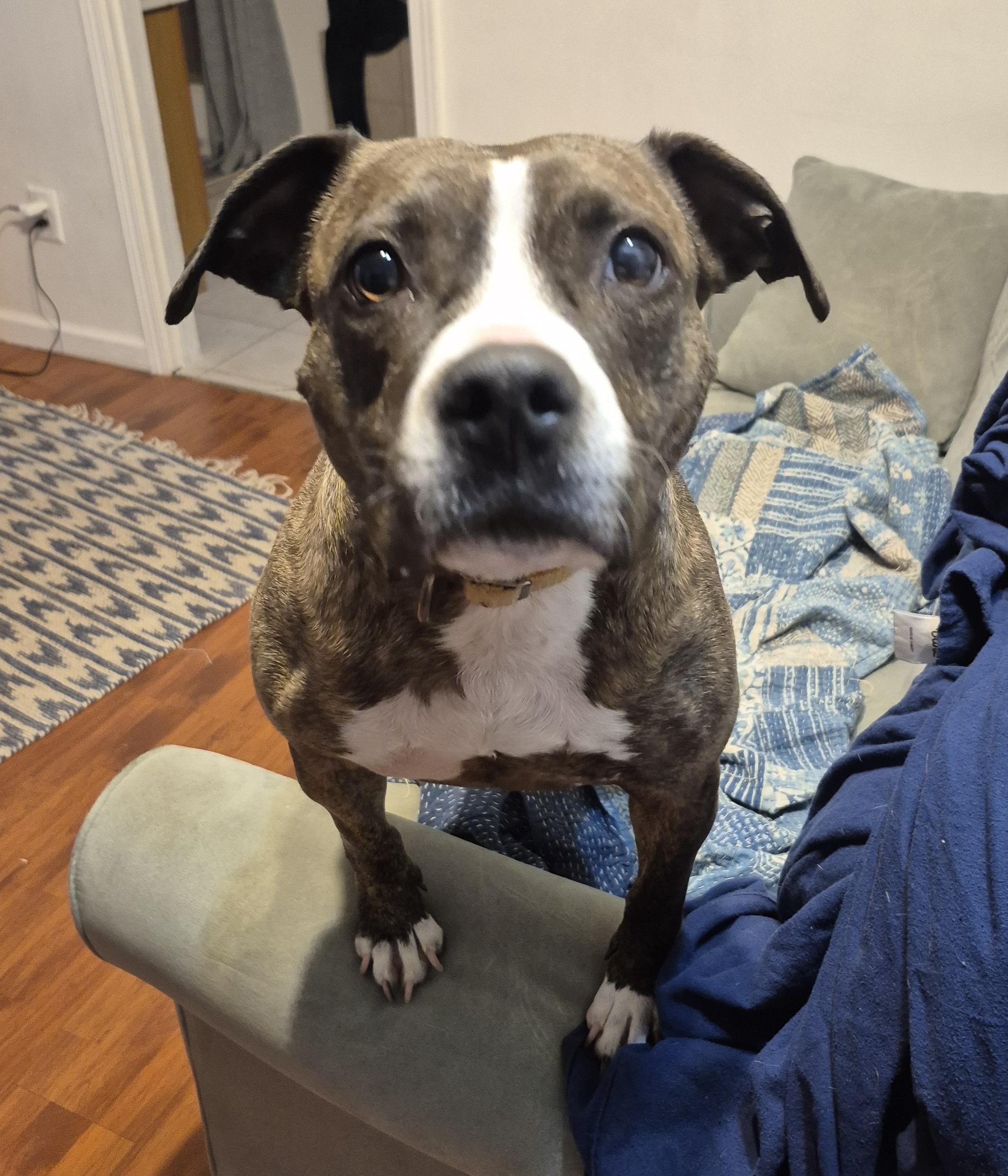 Piggy B, ADOPTABLE, Adult Female Staffordshire Bull Terrier.
