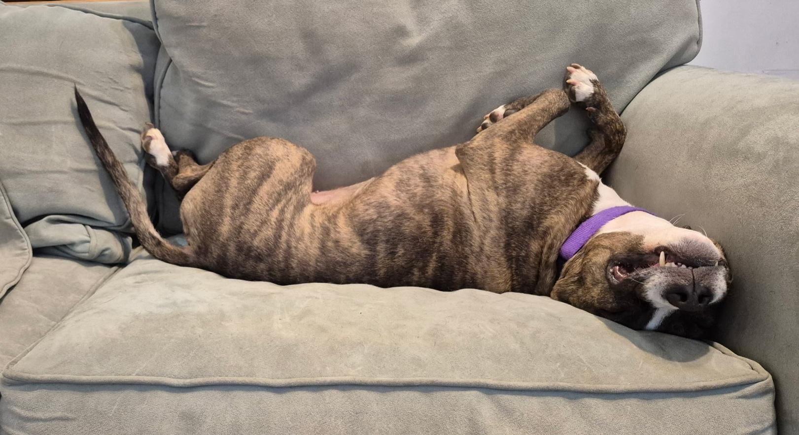 Piggy B, a ADOPTABLE mixed breed in Darlington, SC image 4/4
