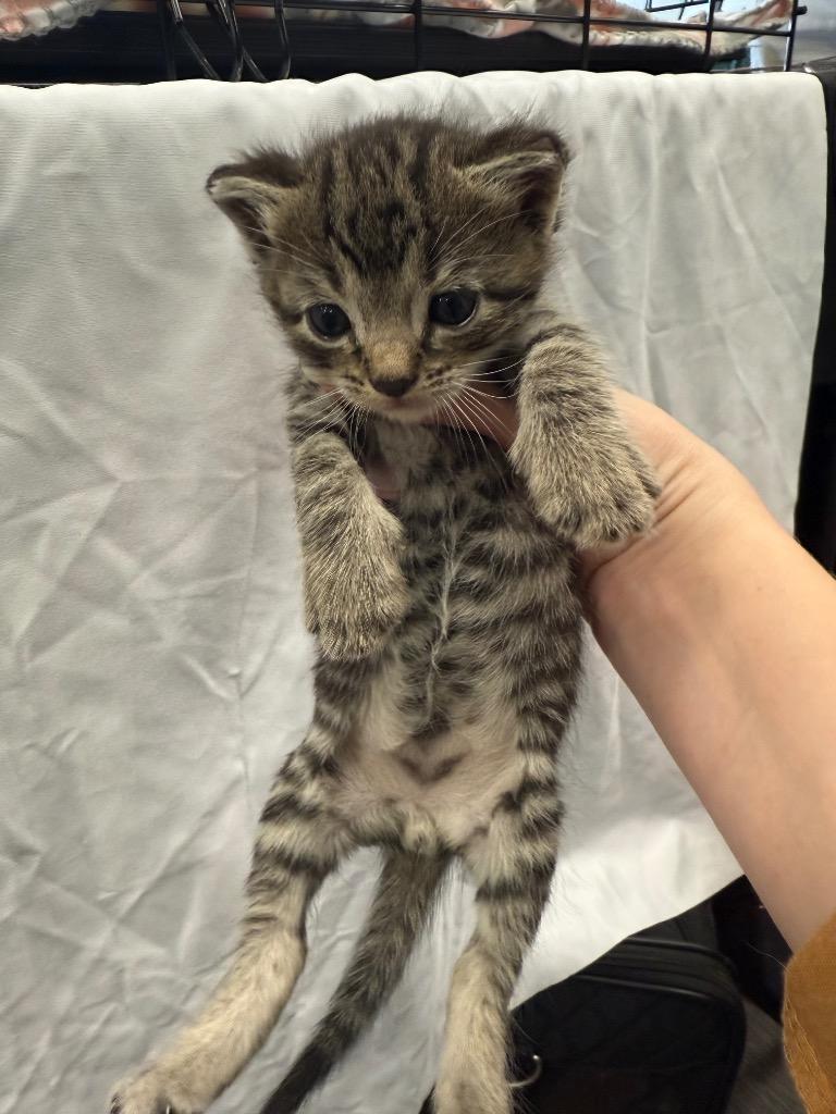 Willow, Adopted, Kitten Male Domestic Short Hair.