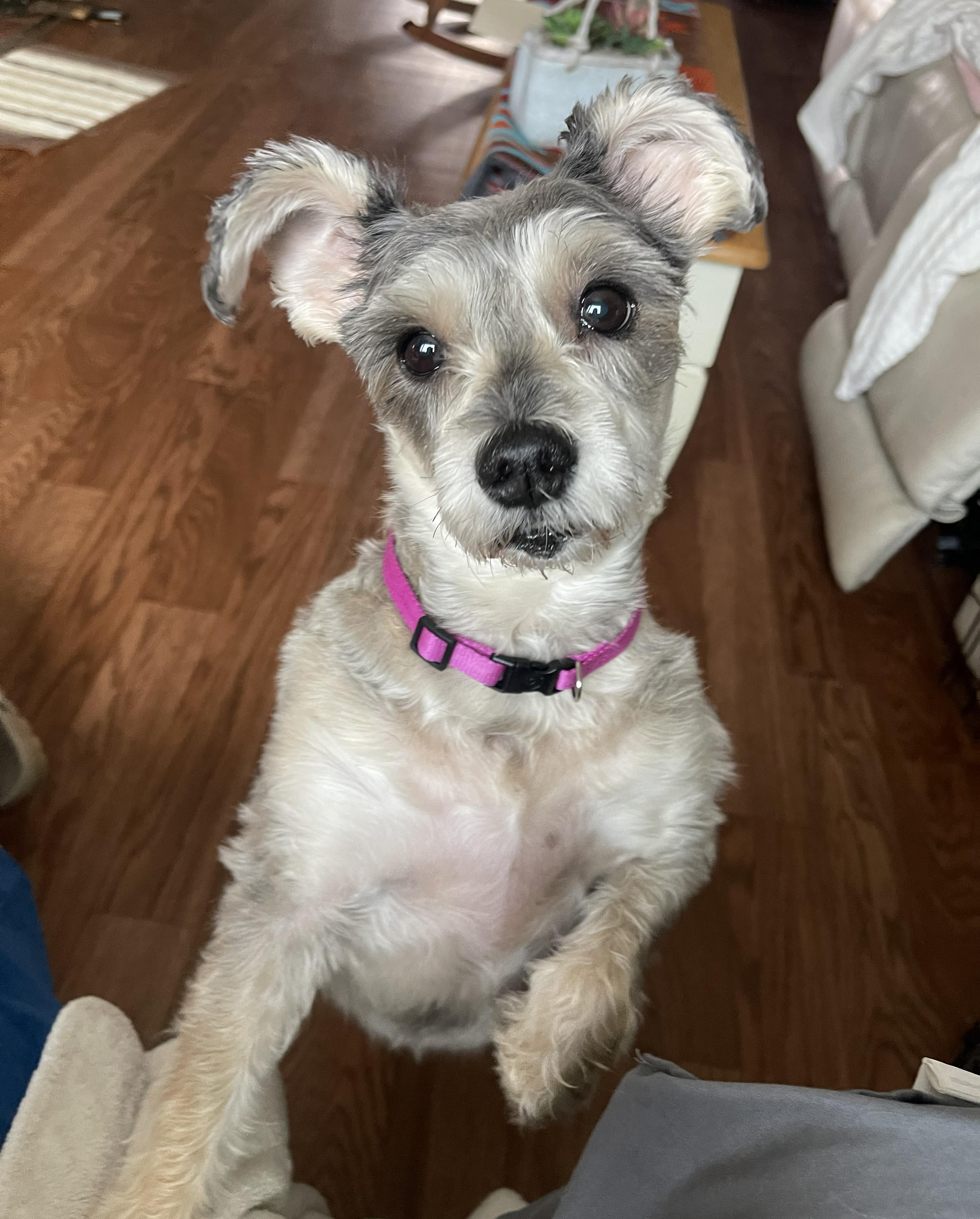 Enlarge Sassy, a Adoptable Schnauzer in Albany, NY image 4/6