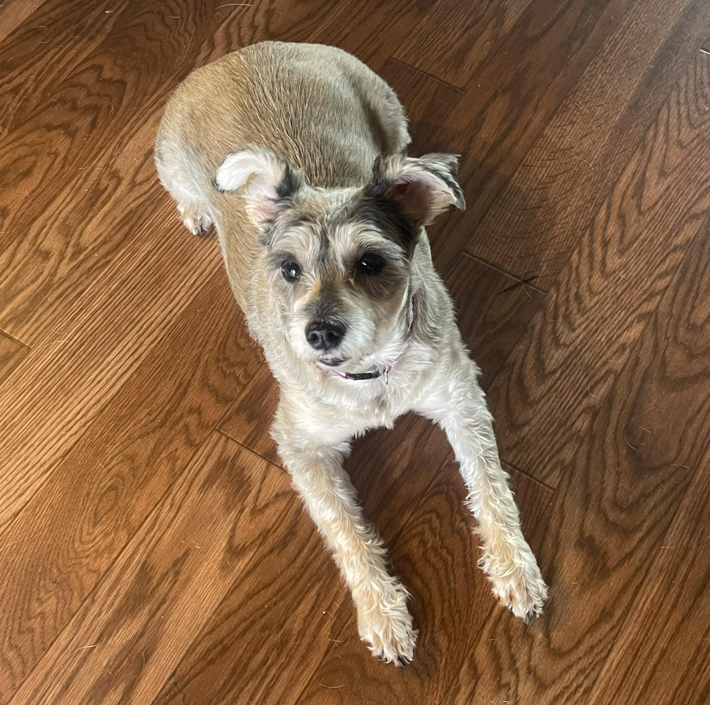 Enlarge Sassy, a Adoptable Schnauzer in Albany, NY image 5/6