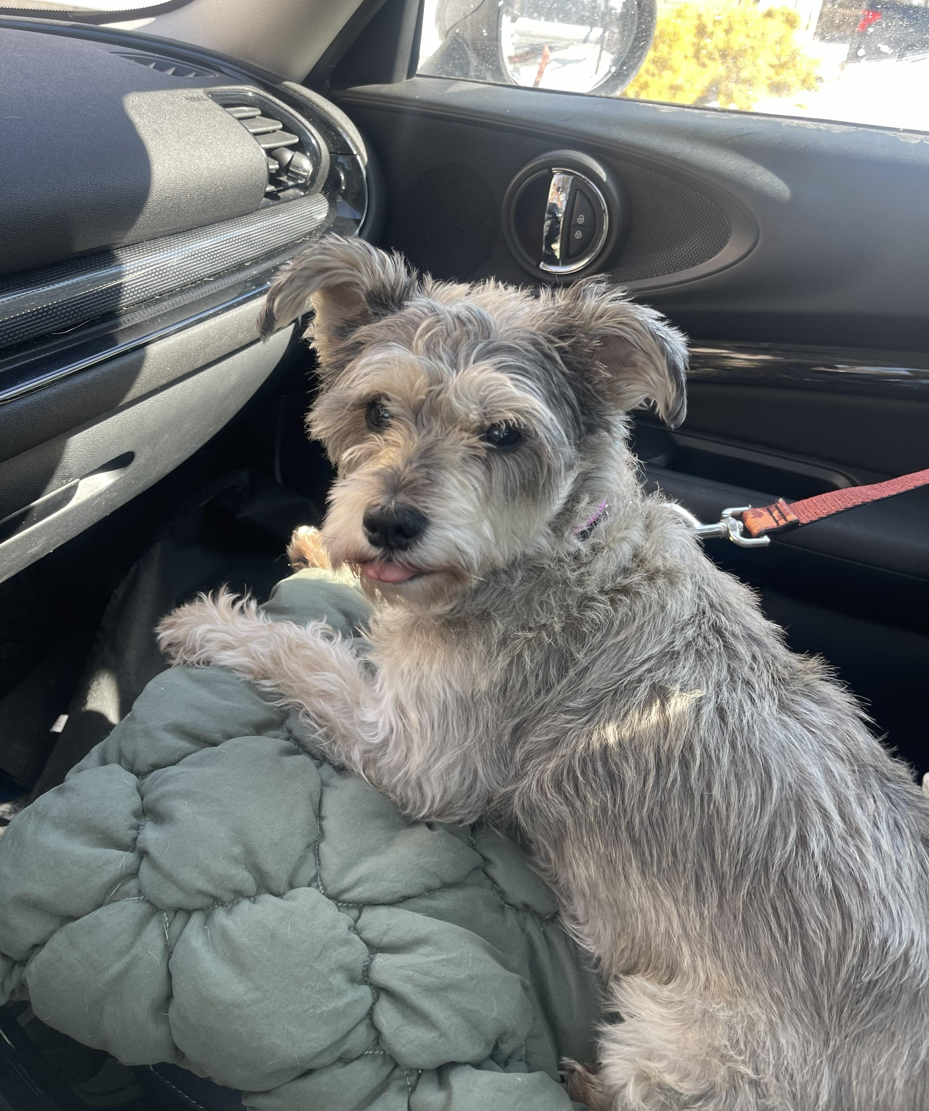 Enlarge Sassy, a Adoptable Schnauzer in Albany, NY image 3/6
