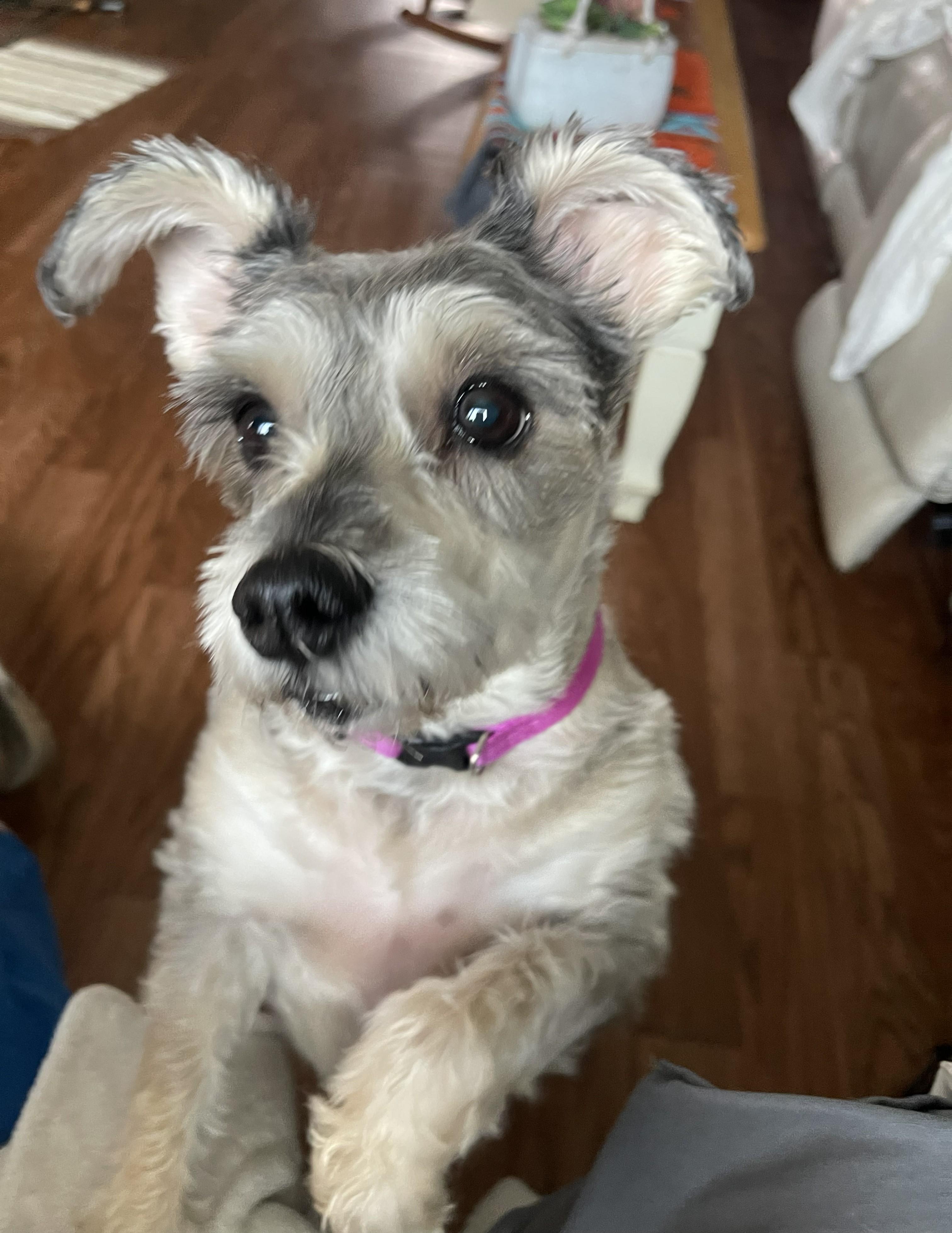 Enlarge Sassy, a Adoptable Schnauzer in Albany, NY image 1/6