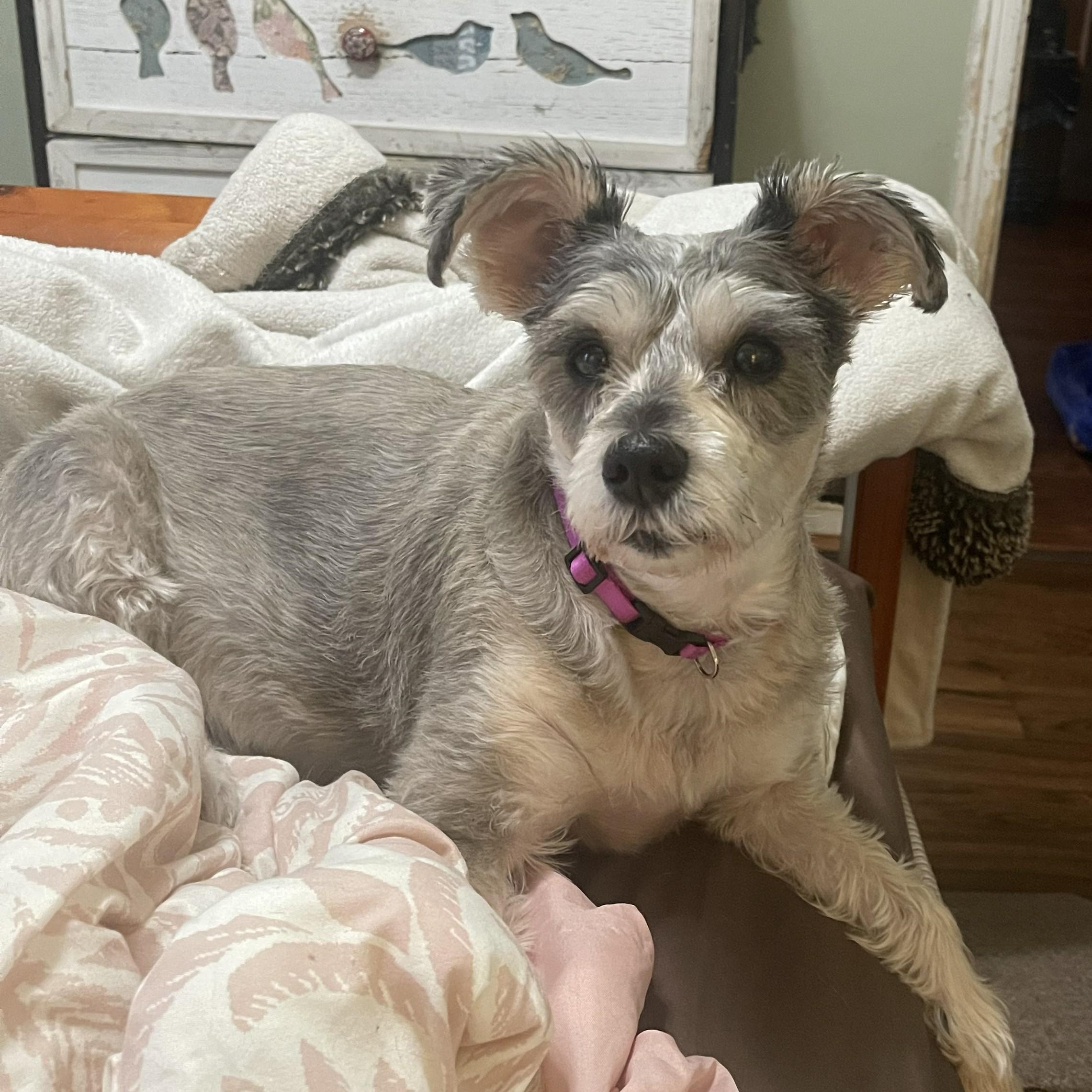 Enlarge Sassy, a Adoptable Schnauzer in Albany, NY image 6/6