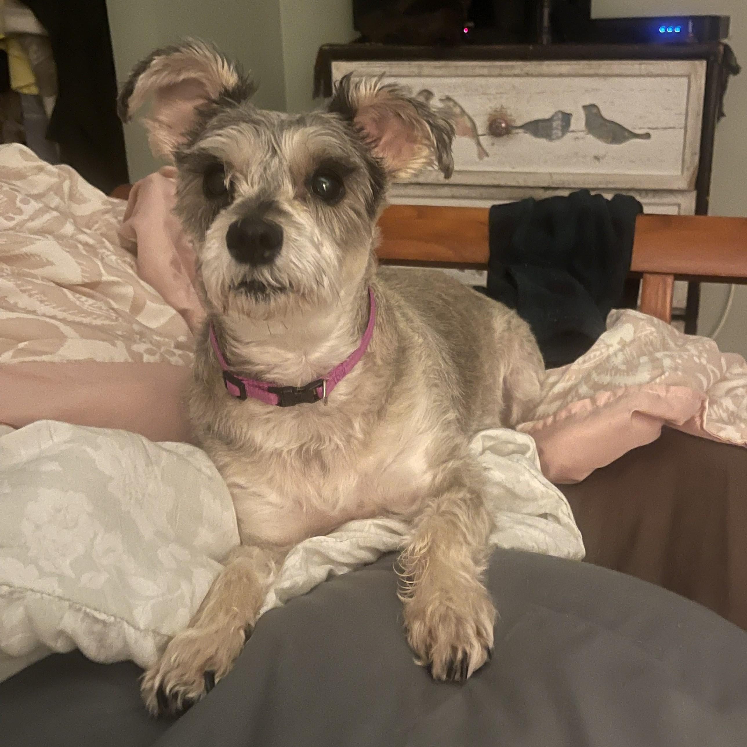 Enlarge Sassy, a Adoptable Schnauzer in Albany, NY image 2/6
