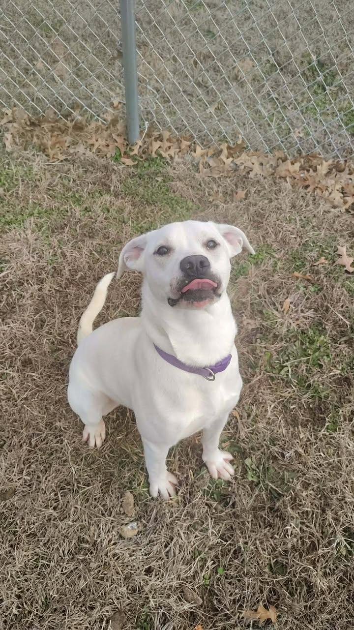 Snow, ADOPTABLE, Young Female Labrador Retriever.