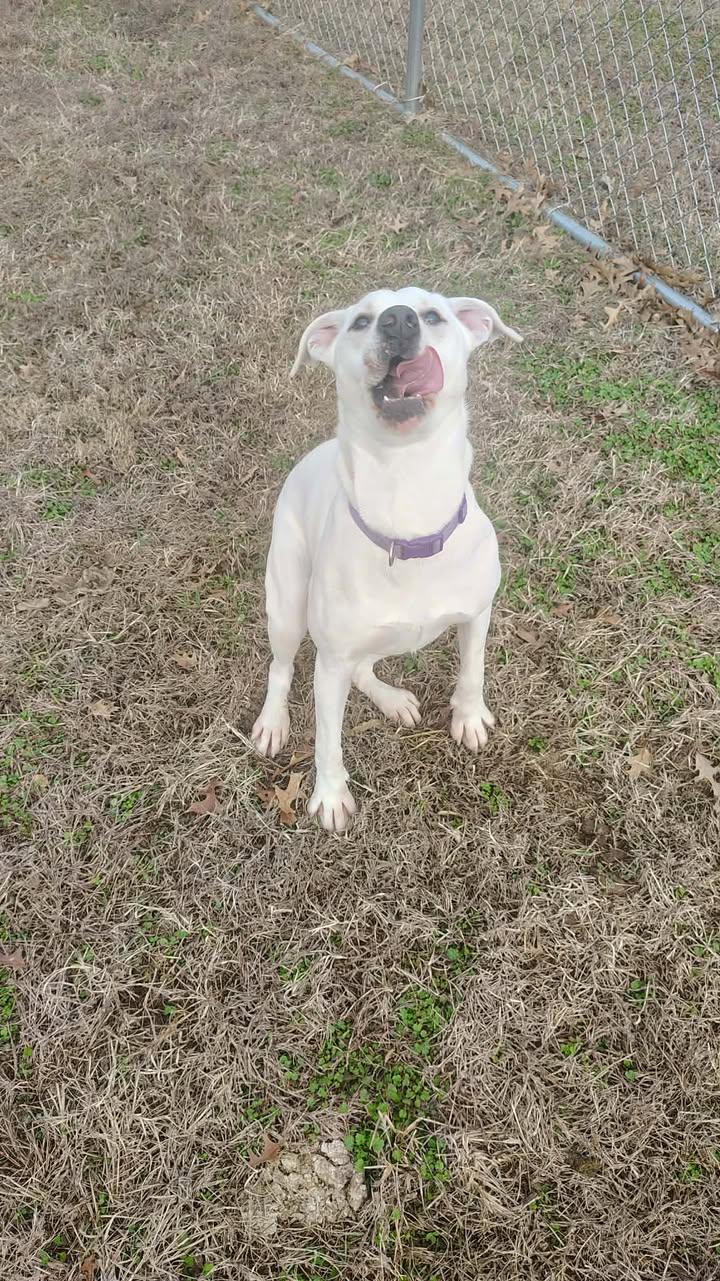 Snow, a ADOPTABLE Labrador Retriever in Brownstown, IN image 4/4