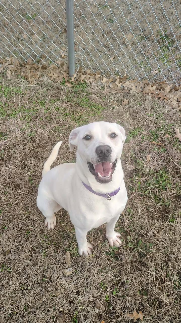 Snow, a ADOPTABLE Labrador Retriever in Brownstown, IN image 3/4