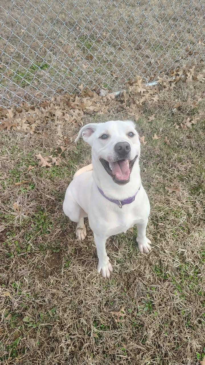 Snow, a ADOPTABLE Labrador Retriever in Brownstown, IN image 2/4