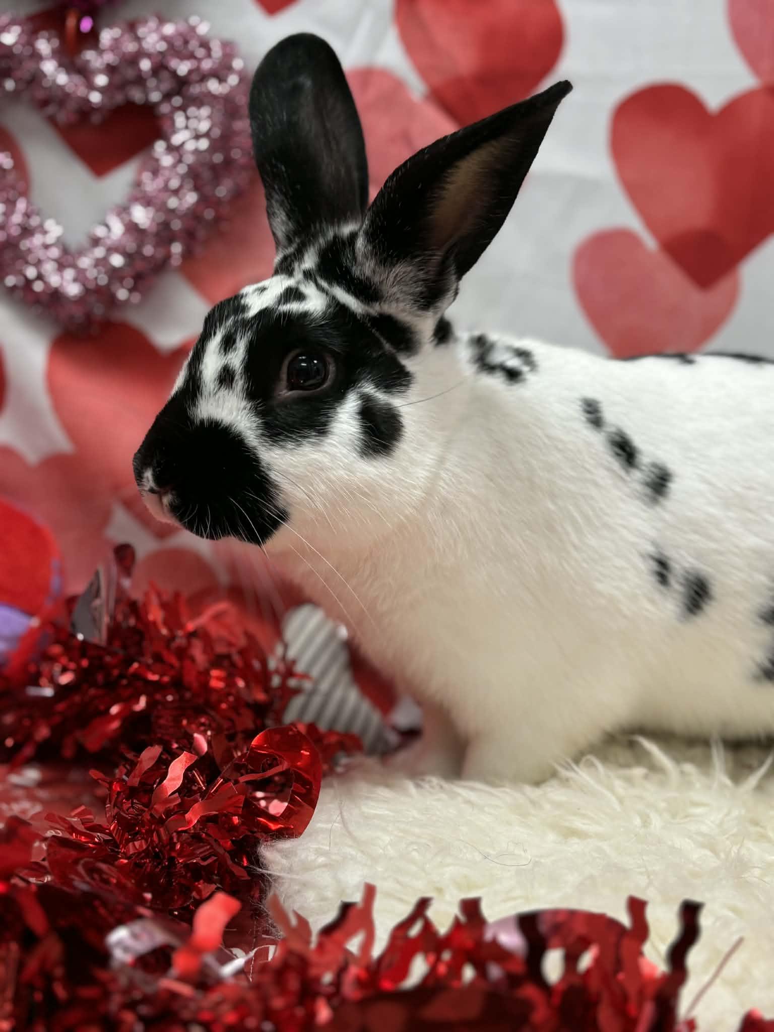 Pebbles, adopted, Adult Female Bunny Rabbit.