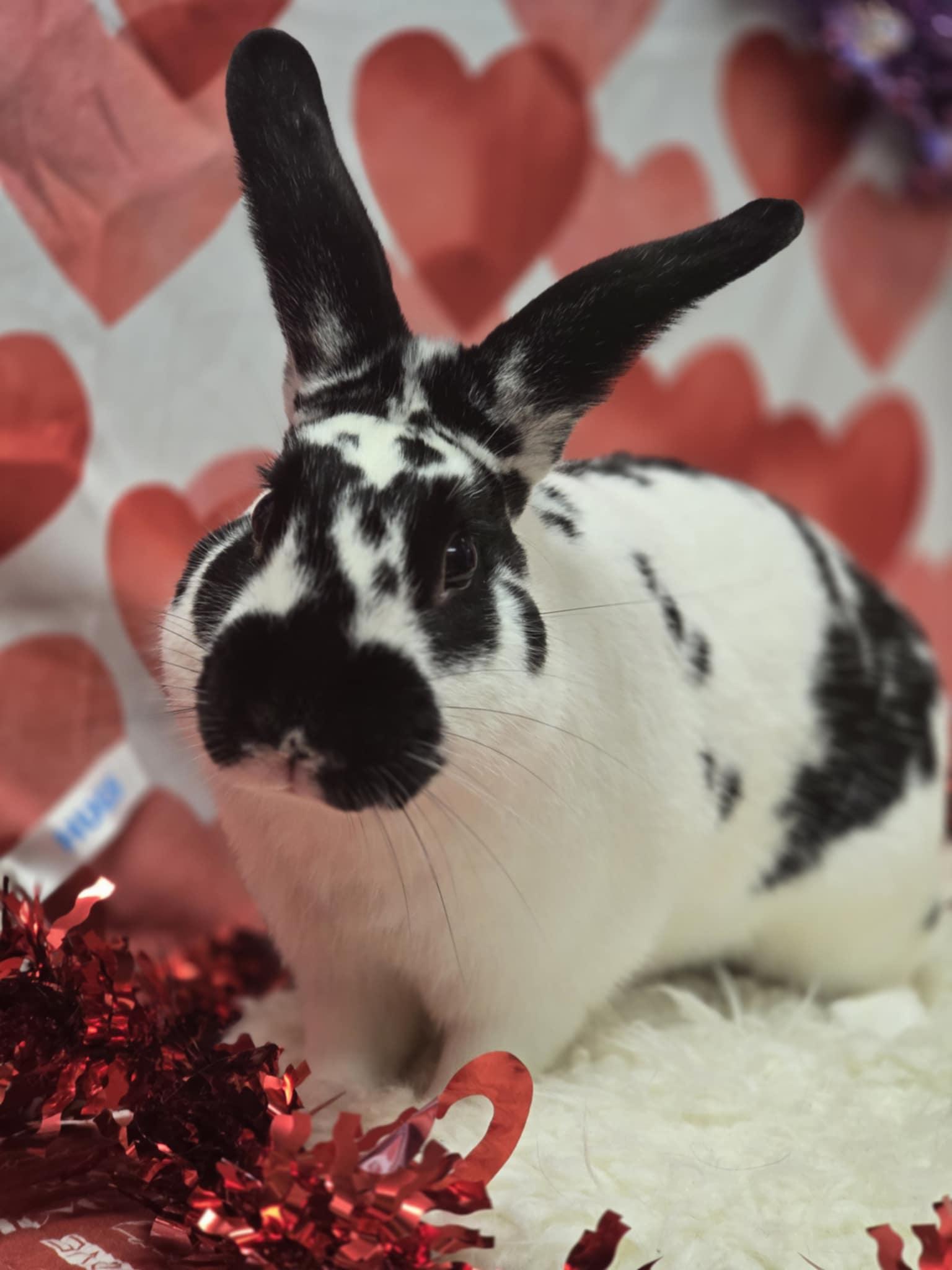 Pebbles, an adopted Bunny Rabbit in Effingham, IL image 2/3