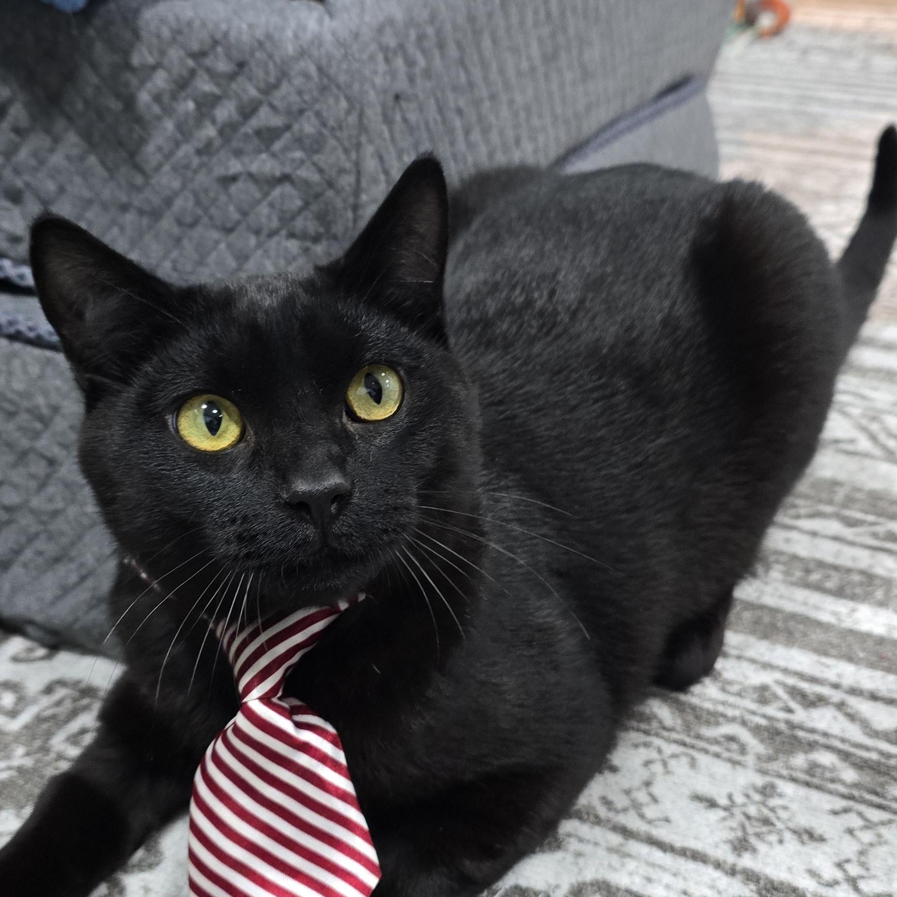 Coal, an adopted Domestic Short Hair in Arlington, WA image 3/6