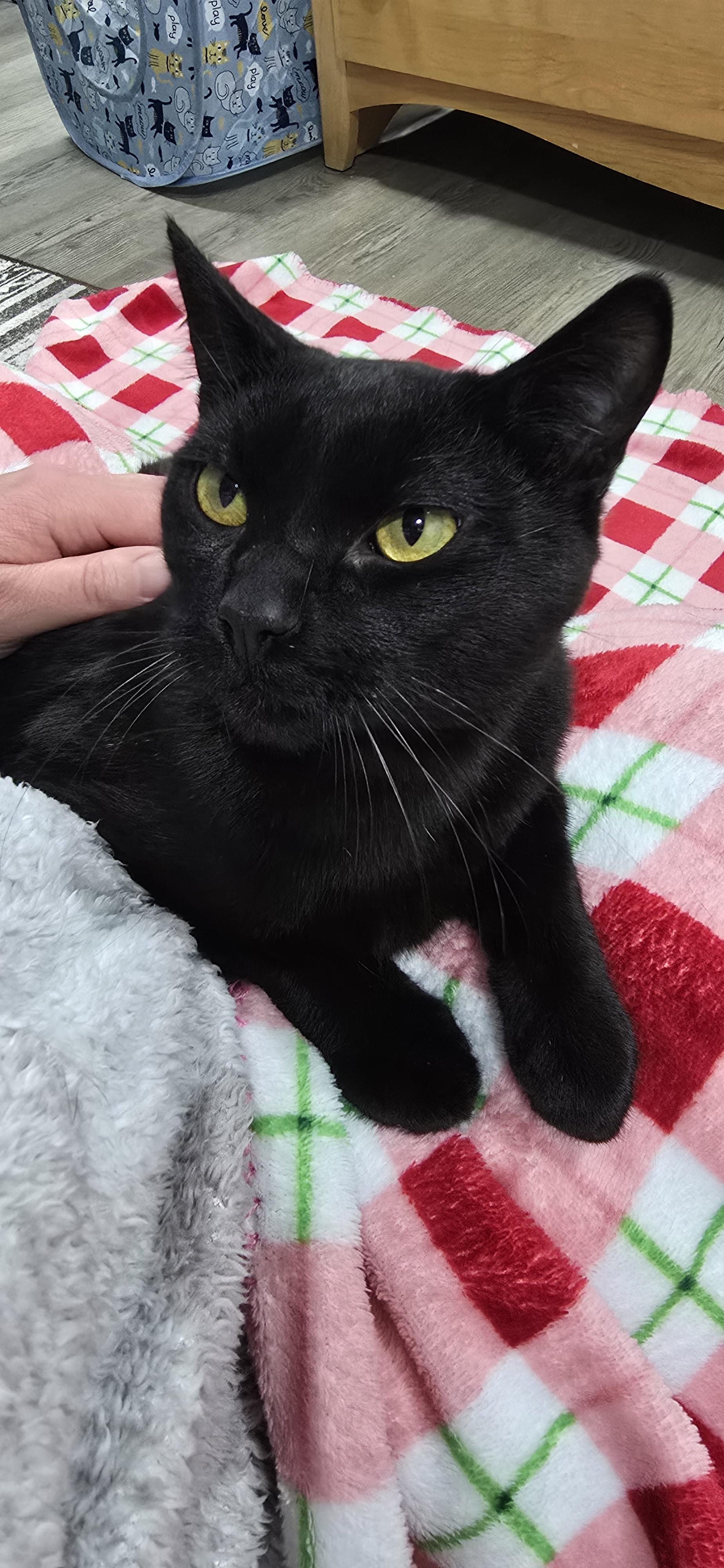 Coal, an adopted Domestic Short Hair in Arlington, WA image 5/6