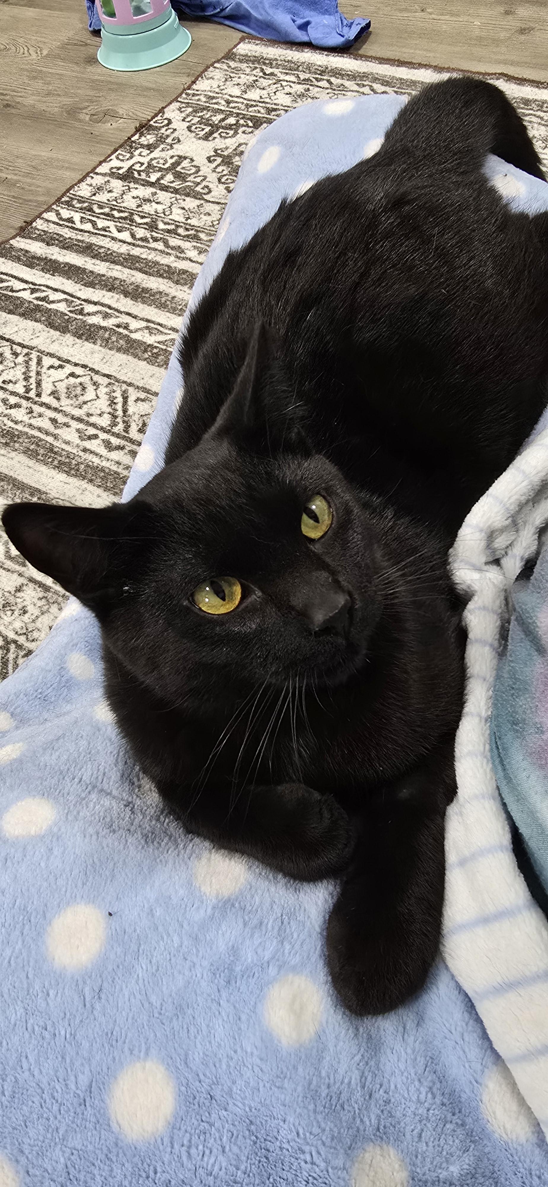 Coal, an adopted Domestic Short Hair in Arlington, WA image 2/6