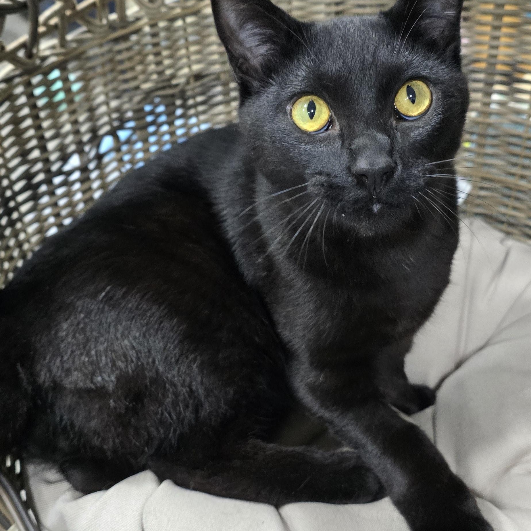 Coal, an adopted Domestic Short Hair in Arlington, WA image 1/6