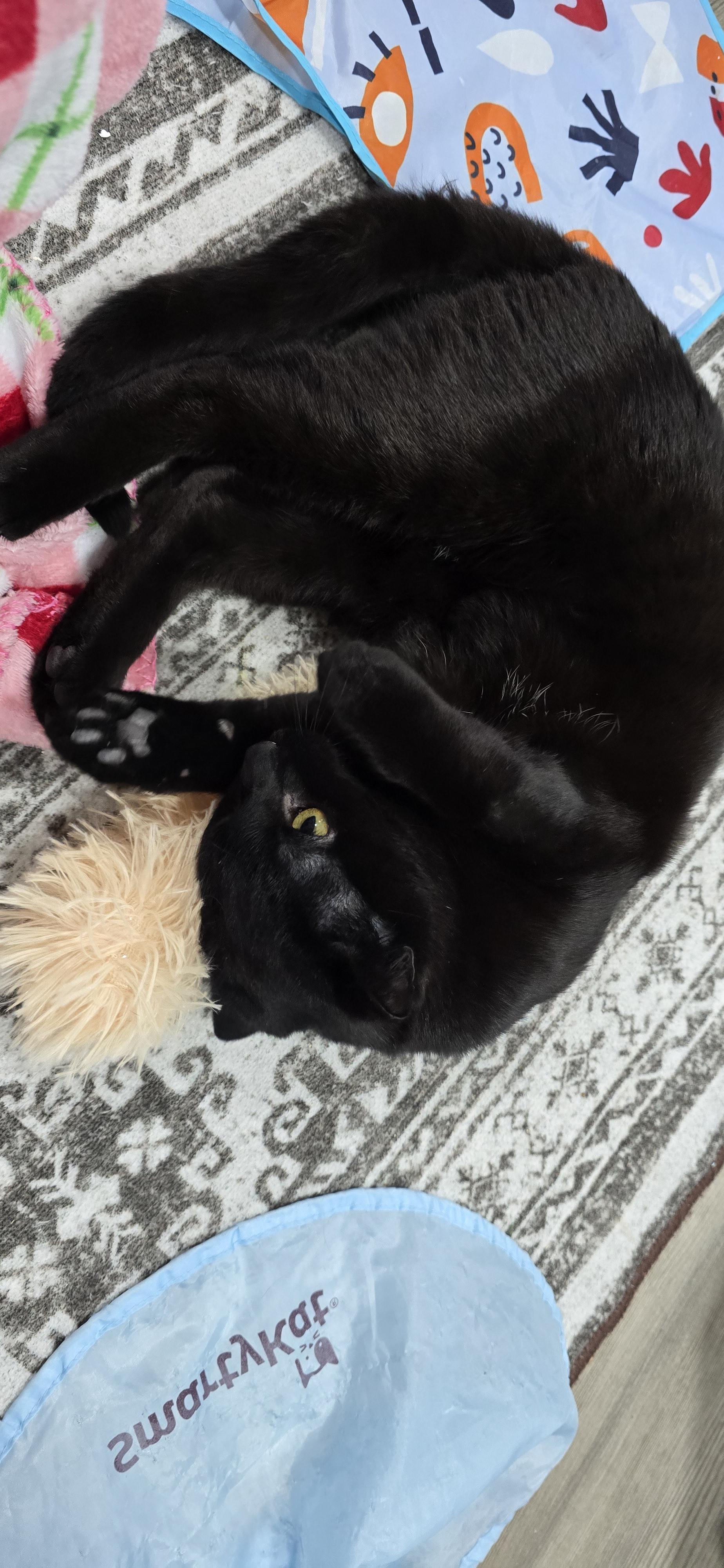 Coal, an adopted Domestic Short Hair in Arlington, WA image 4/6