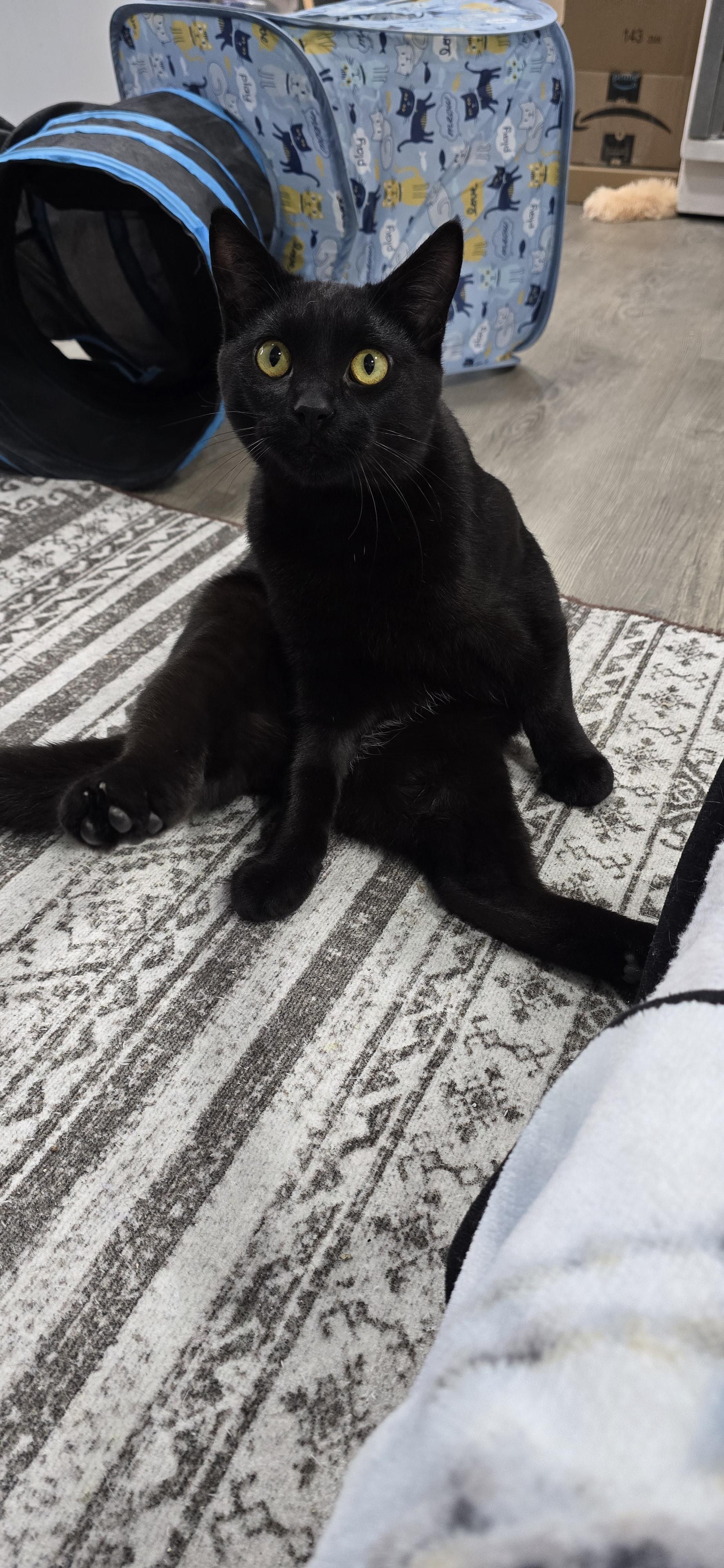 Coal, an adopted Domestic Short Hair in Arlington, WA image 6/6