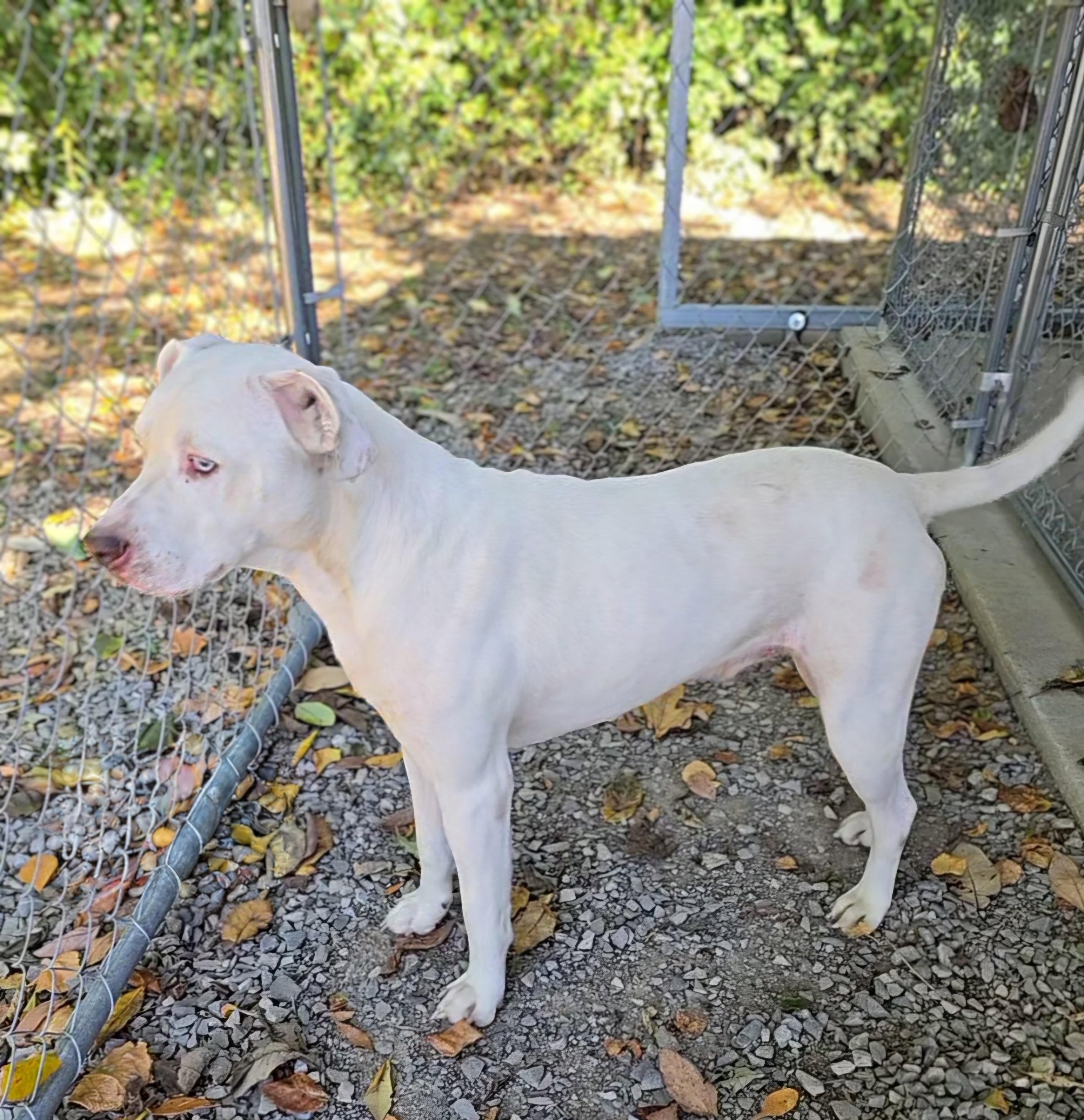 Enlarge Tyton, a Adopted mixed breed in Mount Carmel, IL image 2/2