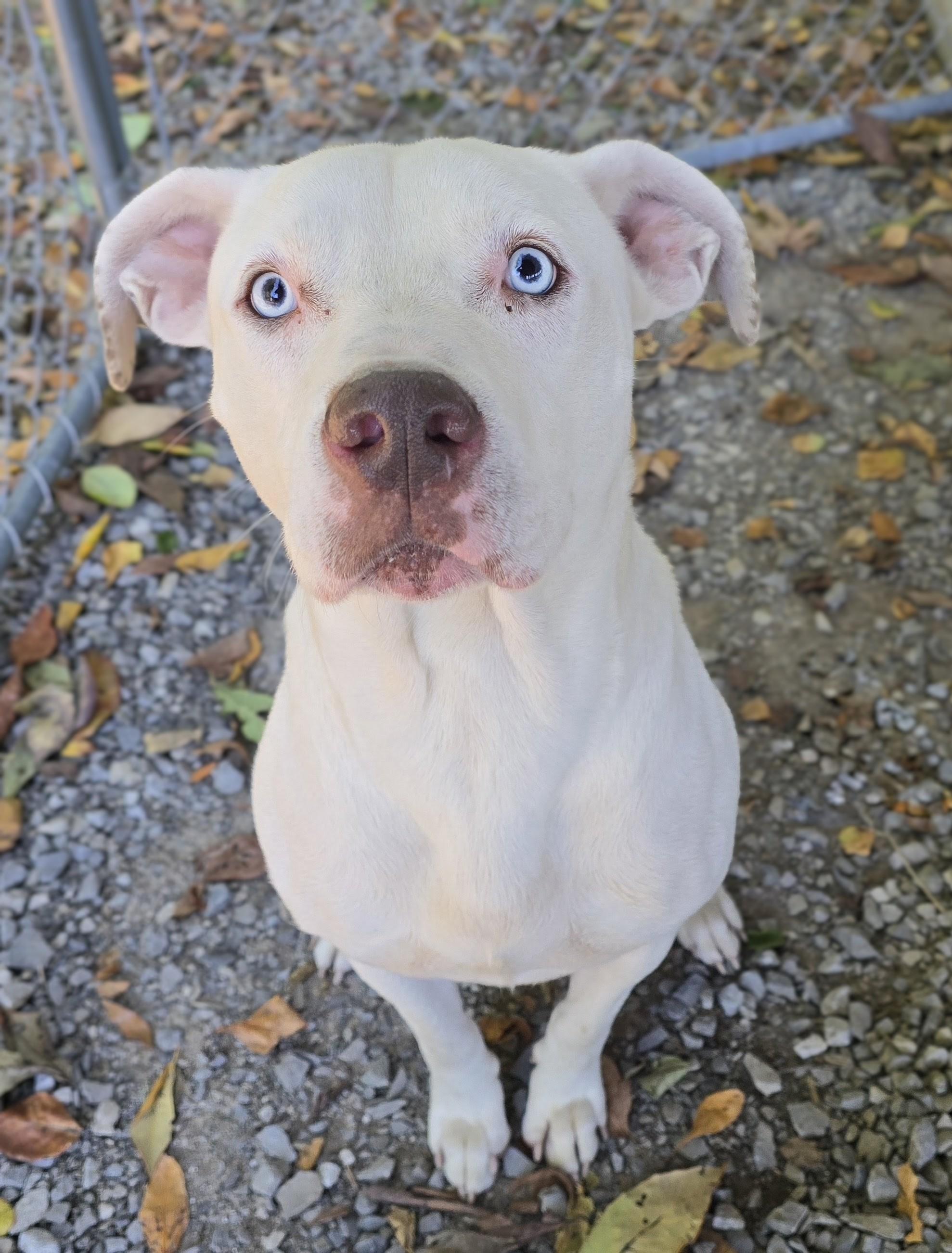 Tyton, Adopted, Young Male Terrier & American Staffordshire Terrier.
