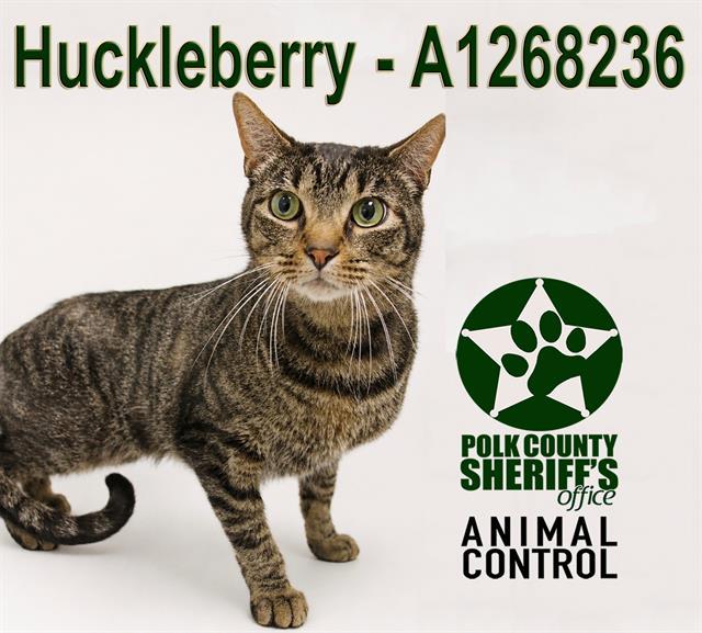 HUCKLEBERRY, Adoptable, Adult Male Domestic Short Hair.
