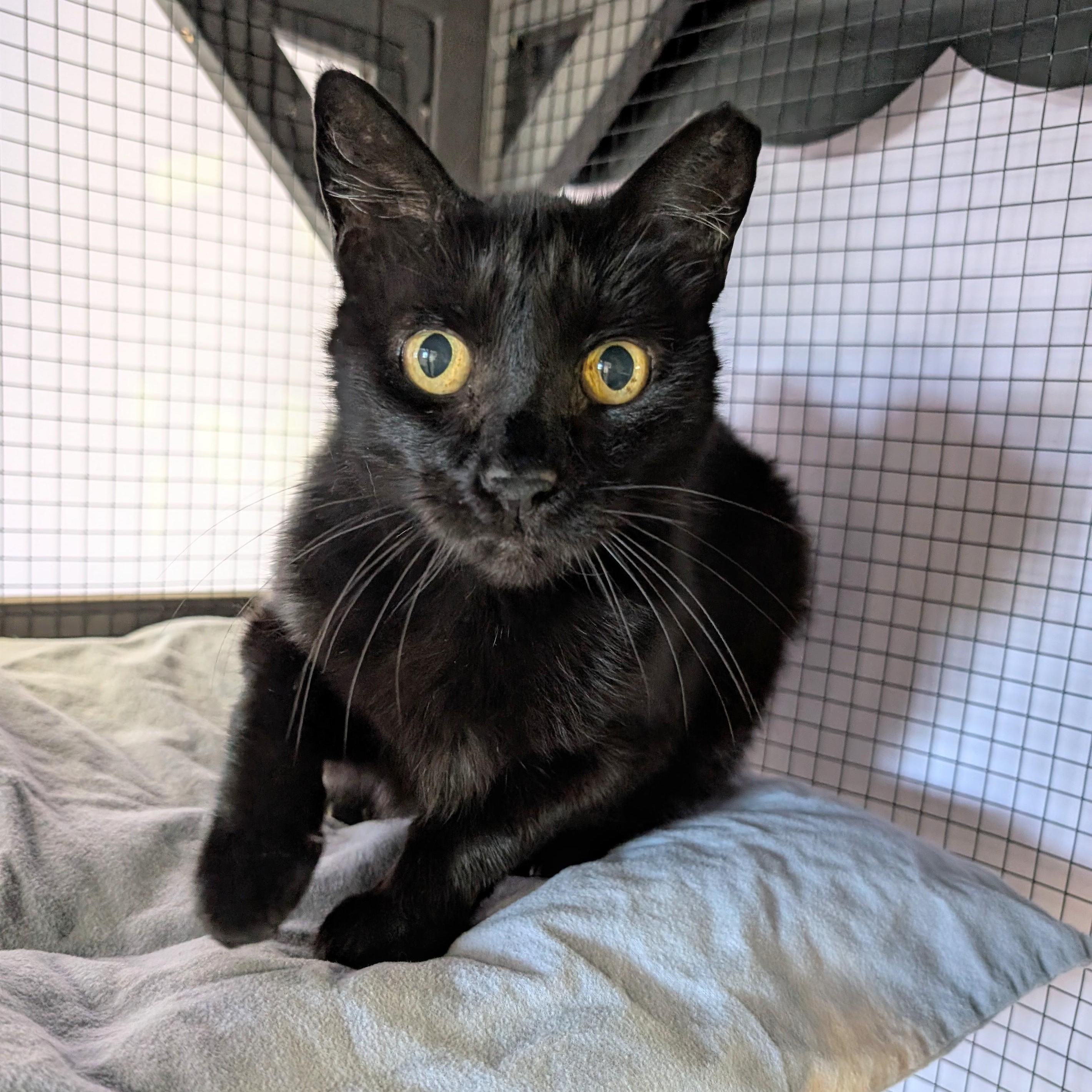 Stubby — thumbnail 2