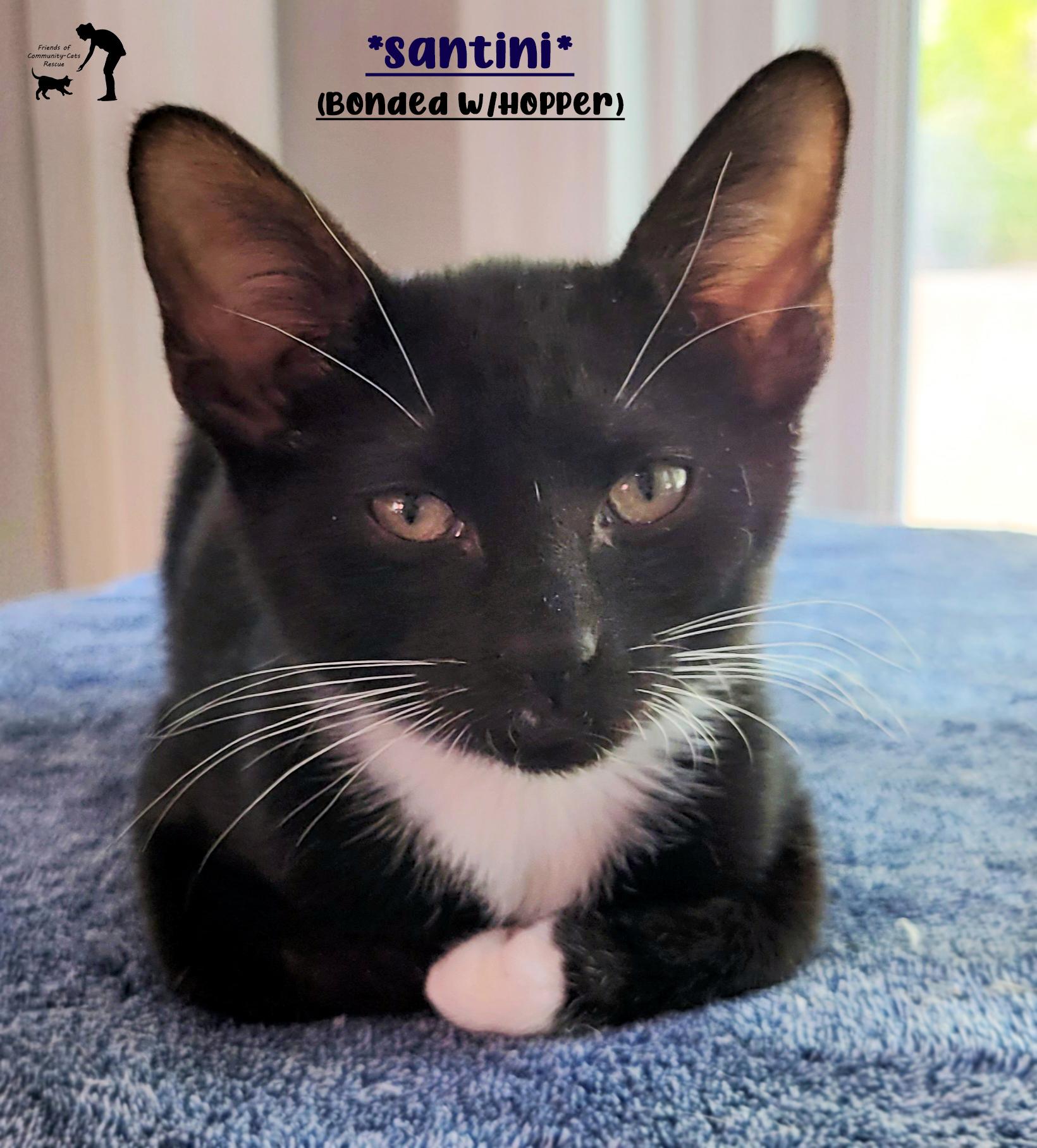 Santini (Bonded w/Hopper), Adoptable, Kitten Female Domestic Short Hair.