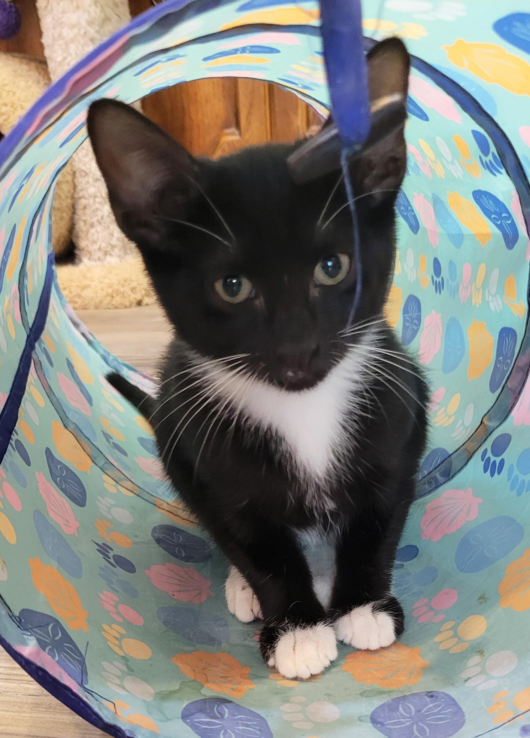 Enlarge Santini (Bonded w/Hopper), a Adoptable Domestic Short Hair in Centerville, UT image 2/3