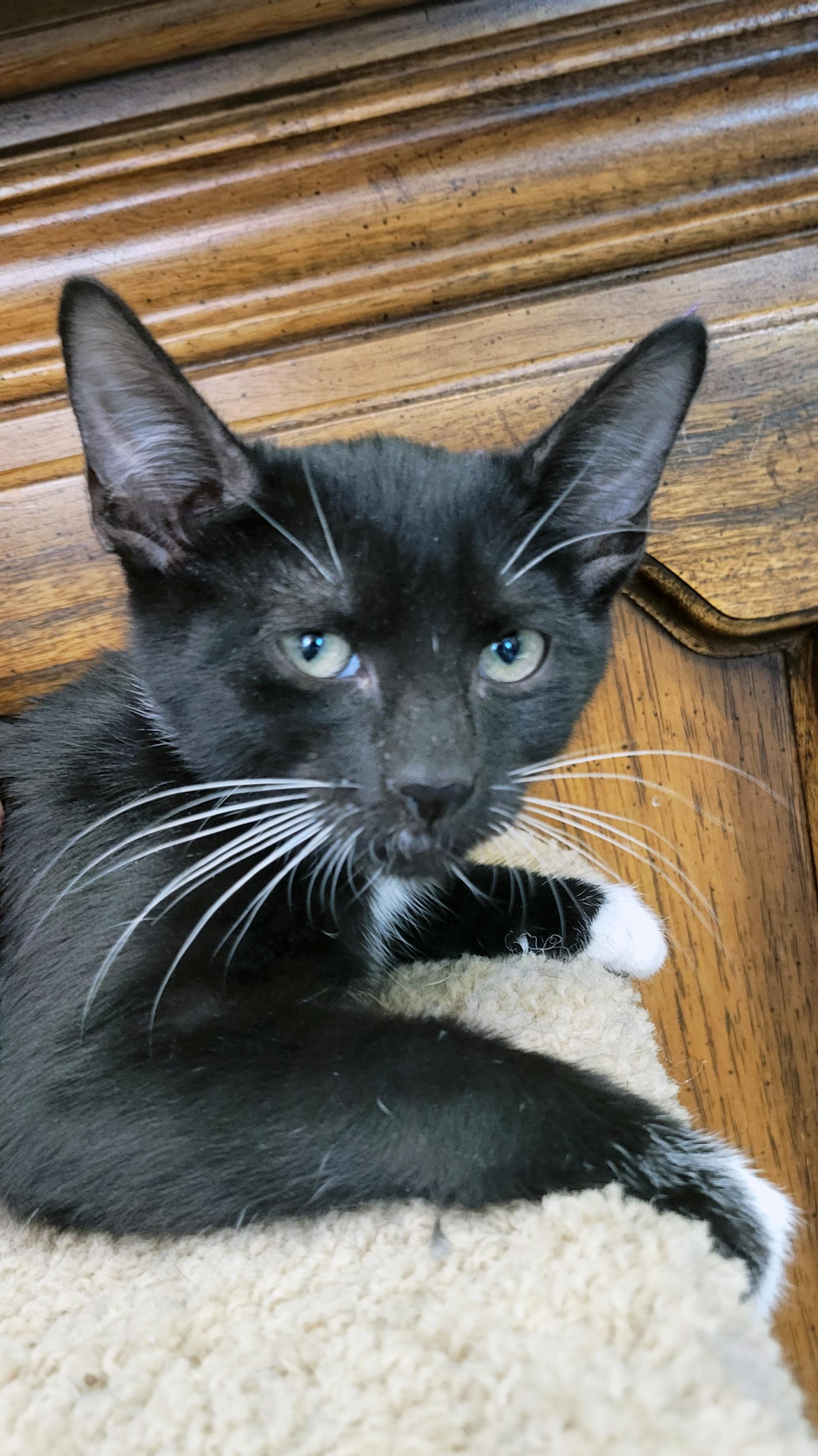 Enlarge Santini (Bonded w/Hopper), a Adoptable Domestic Short Hair in Centerville, UT image 3/3