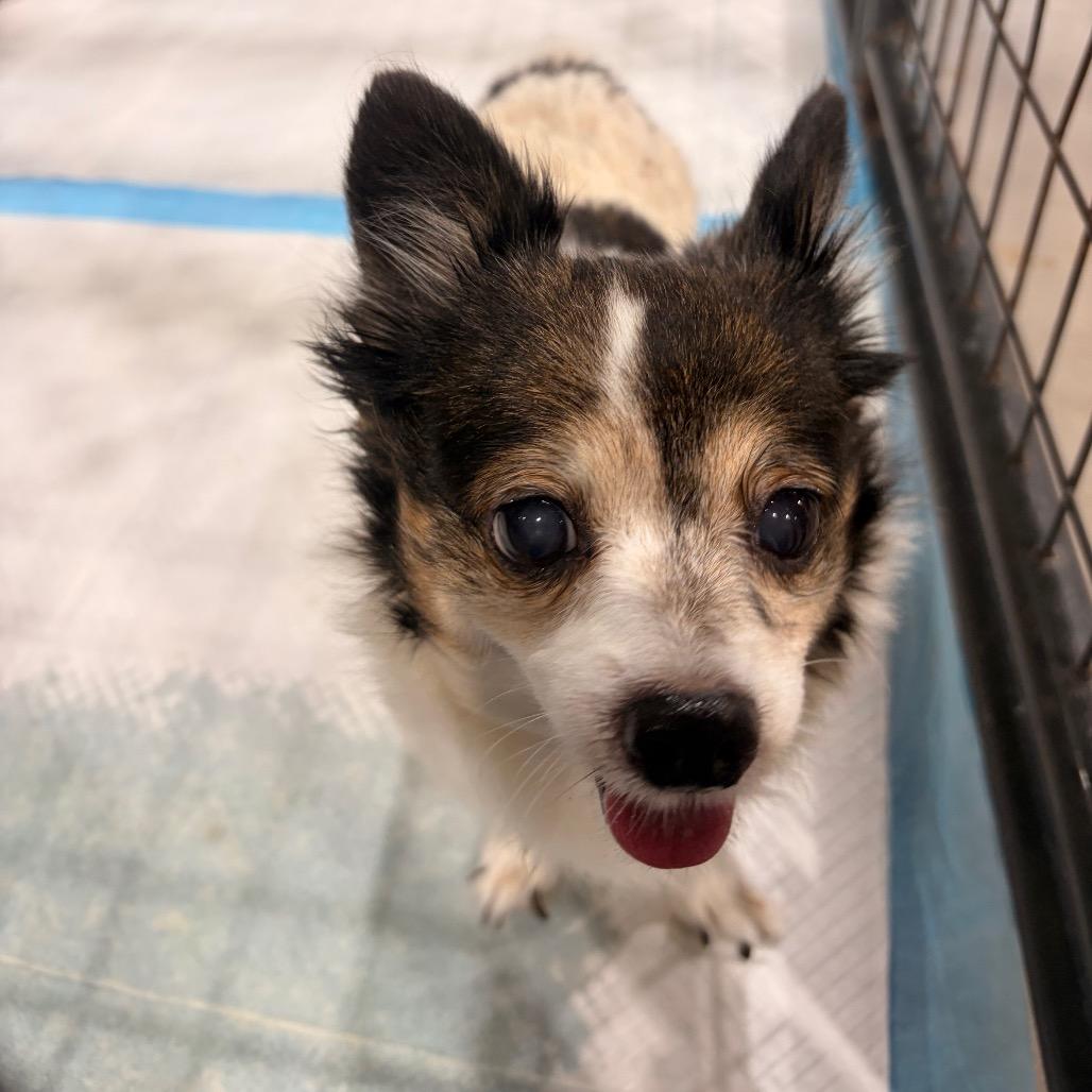 Licky, Adoptable, Senior Female Chihuahua.