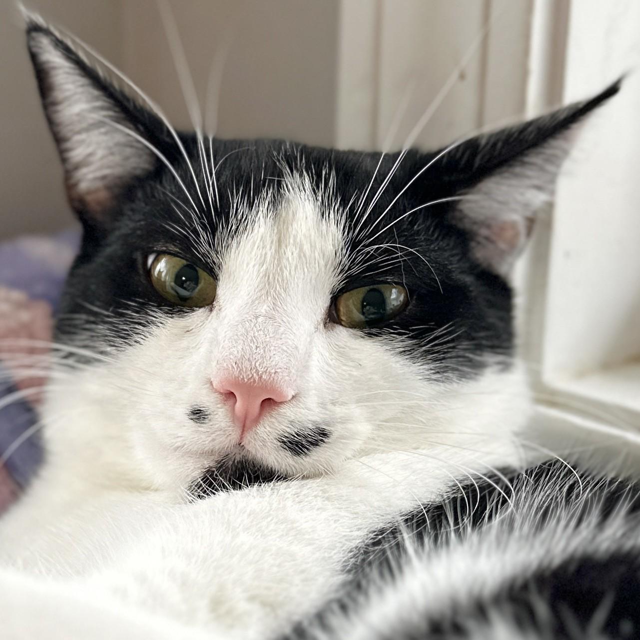 Monet, a Adoptable Domestic Short Hair in Victor, NY image 2/6