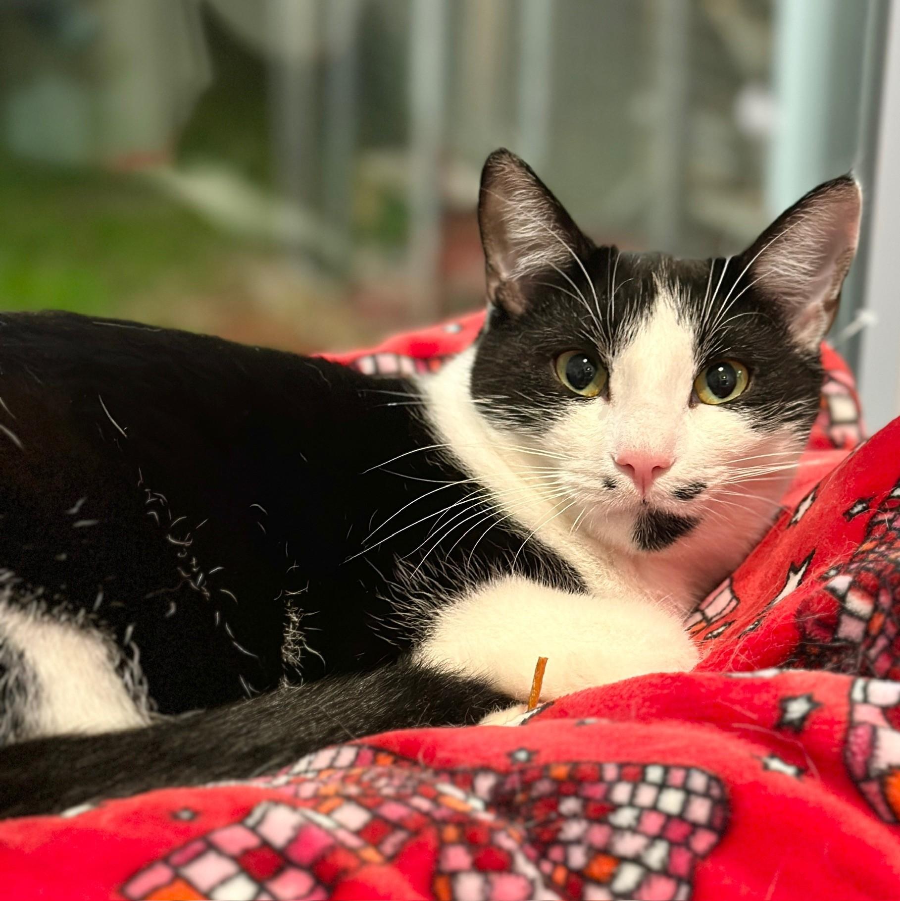 Monet, a Adoptable Domestic Short Hair in Victor, NY image 3/6