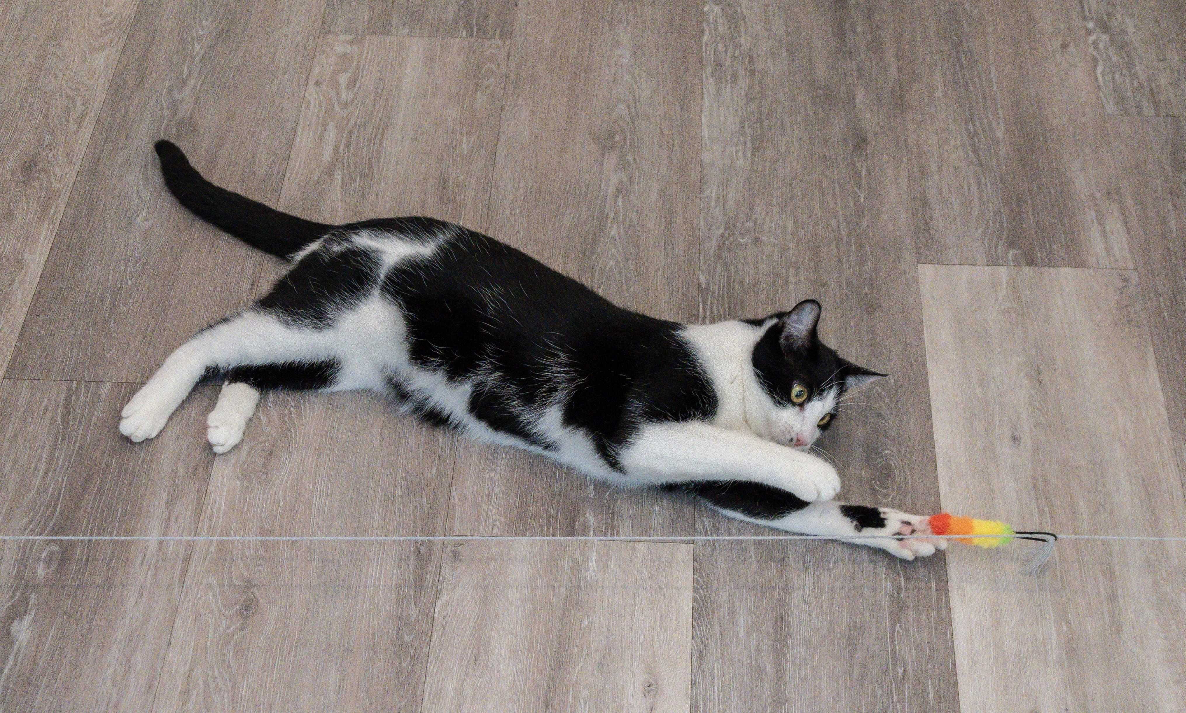 Monet, a Adoptable Domestic Short Hair in Victor, NY image 6/6