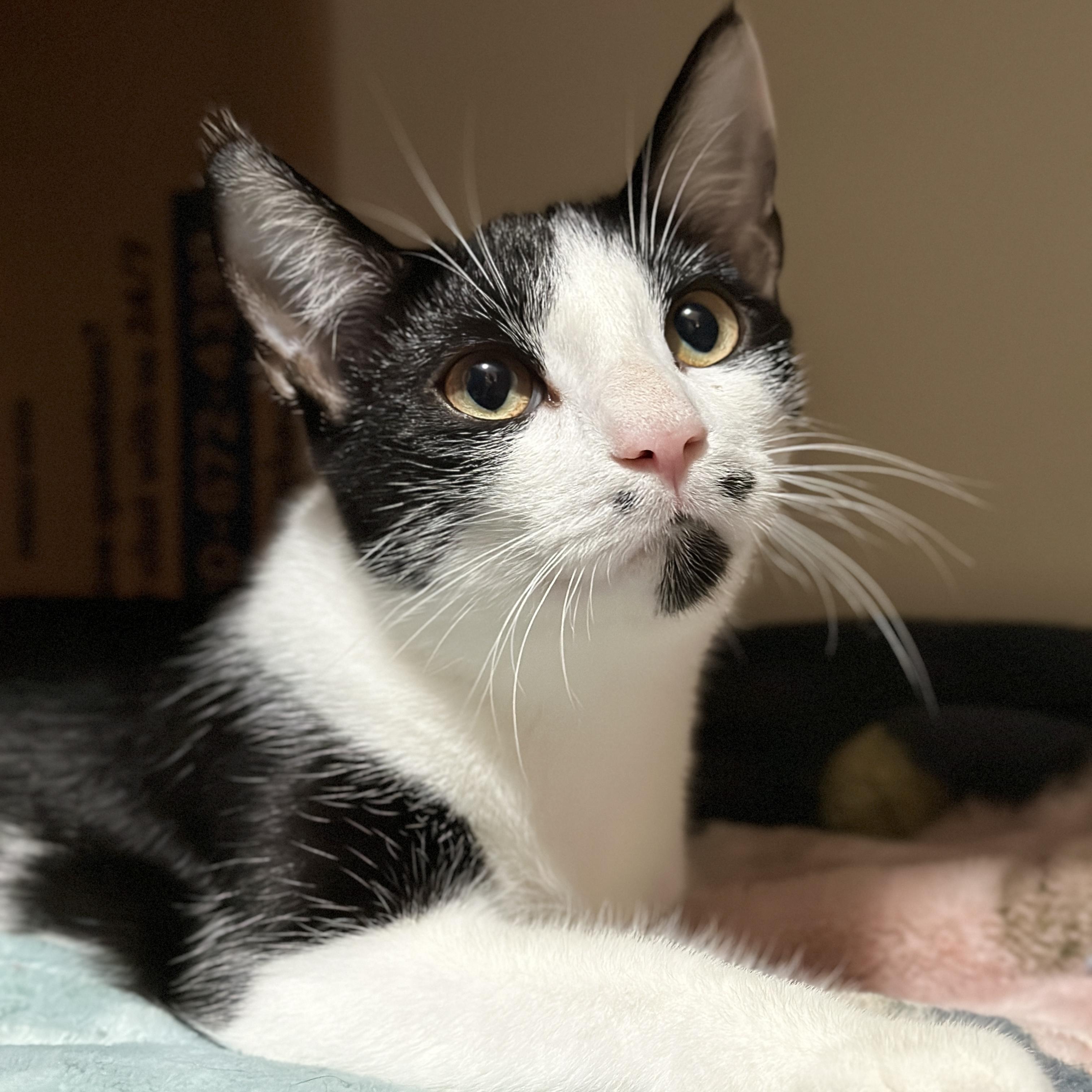 Monet, a Adoptable Domestic Short Hair in Victor, NY image 4/6