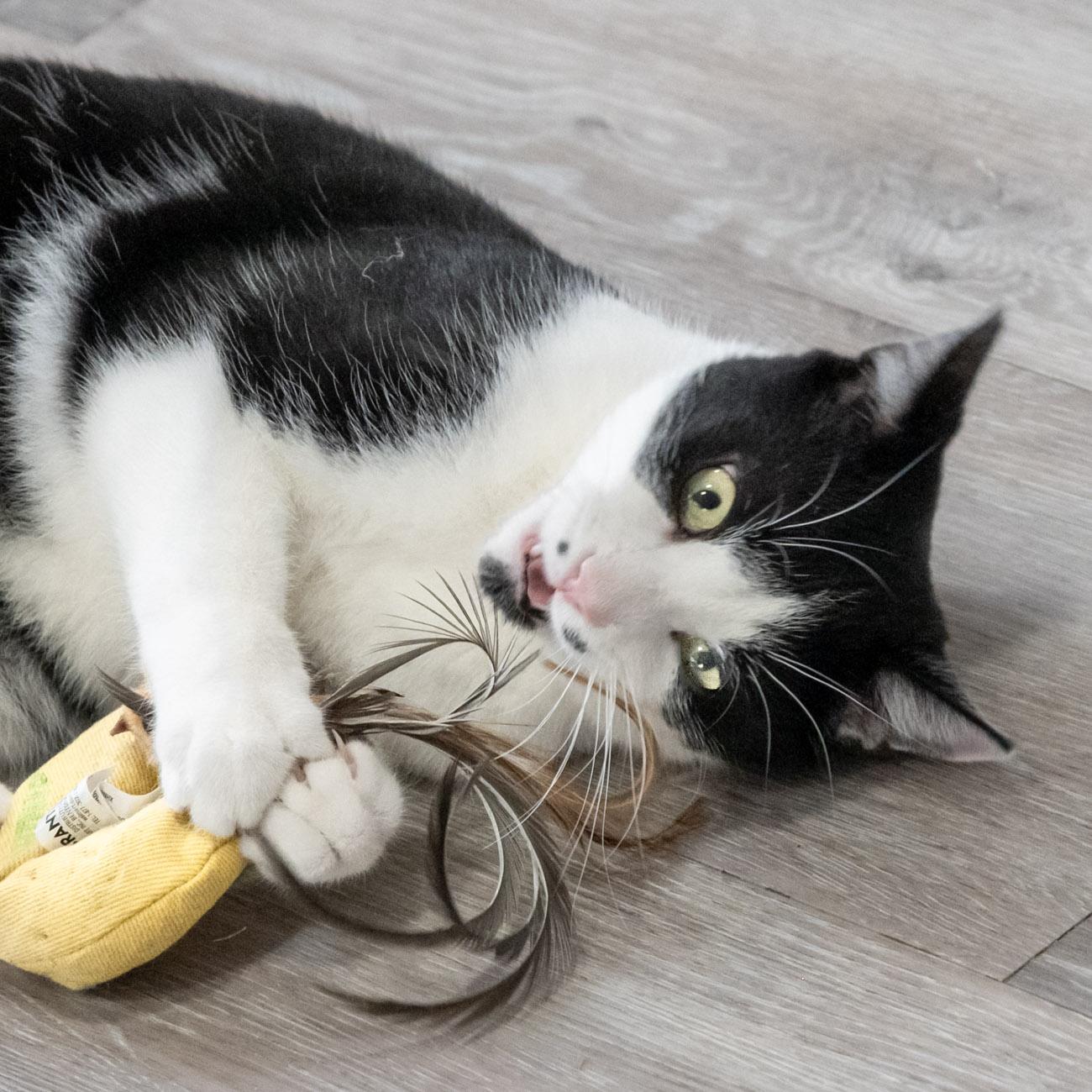 Monet, a Adoptable Domestic Short Hair in Victor, NY image 5/6