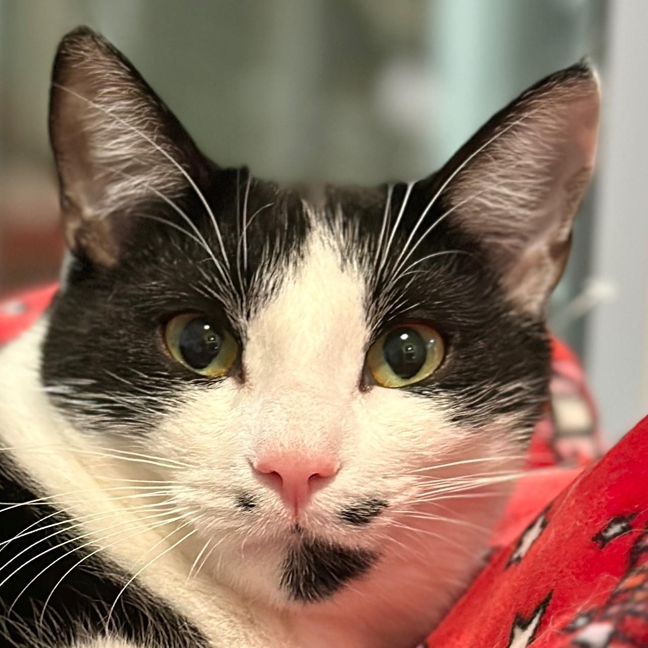 Monet, a Adoptable Domestic Short Hair in Victor, NY image 1/6