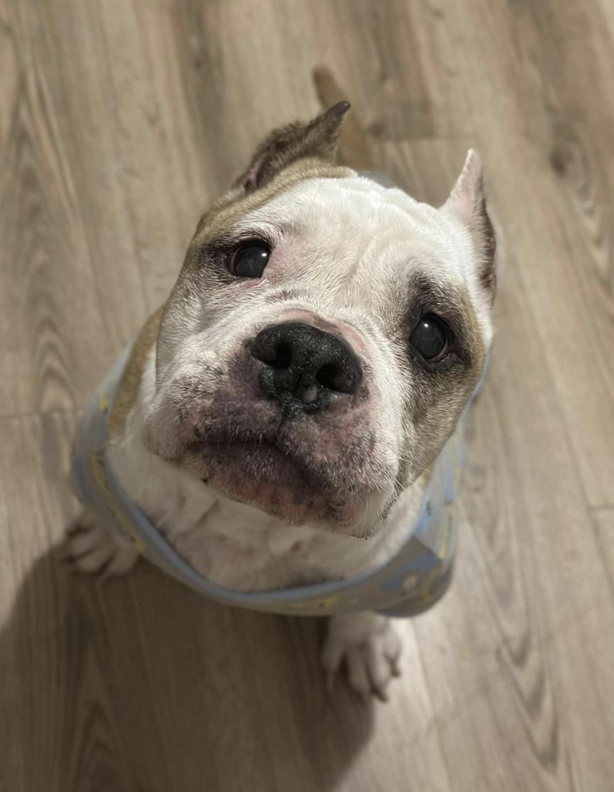 Jewel, Adoptable, Senior Female Pit Bull Terrier.