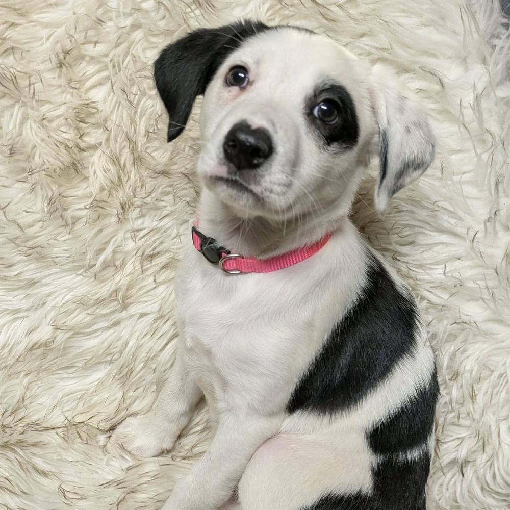 AAD Featured Pup! Tinsel - 25307, Adoptable, Puppy Female Border Collie & Pit Bull Terrier.