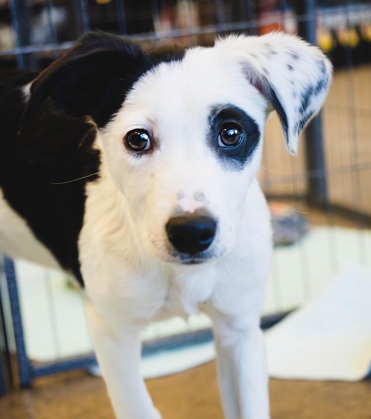 Enlarge AAD Featured Pup!  Tinsel - 25307, a Adoptable mixed breed in Armonk, NY image 2/2