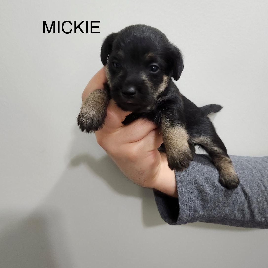 Mickie, Baby Male unknown