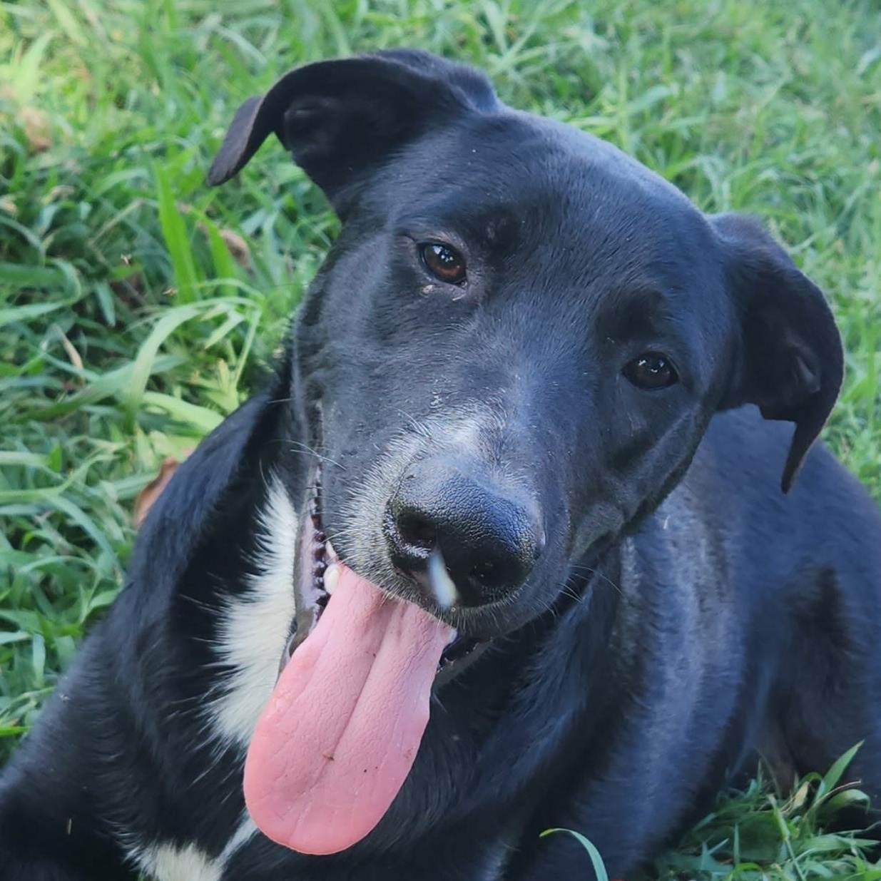 Enlarge Gizmo Local Dog, a Adoptable mixed breed in Andover, MA image 1/6