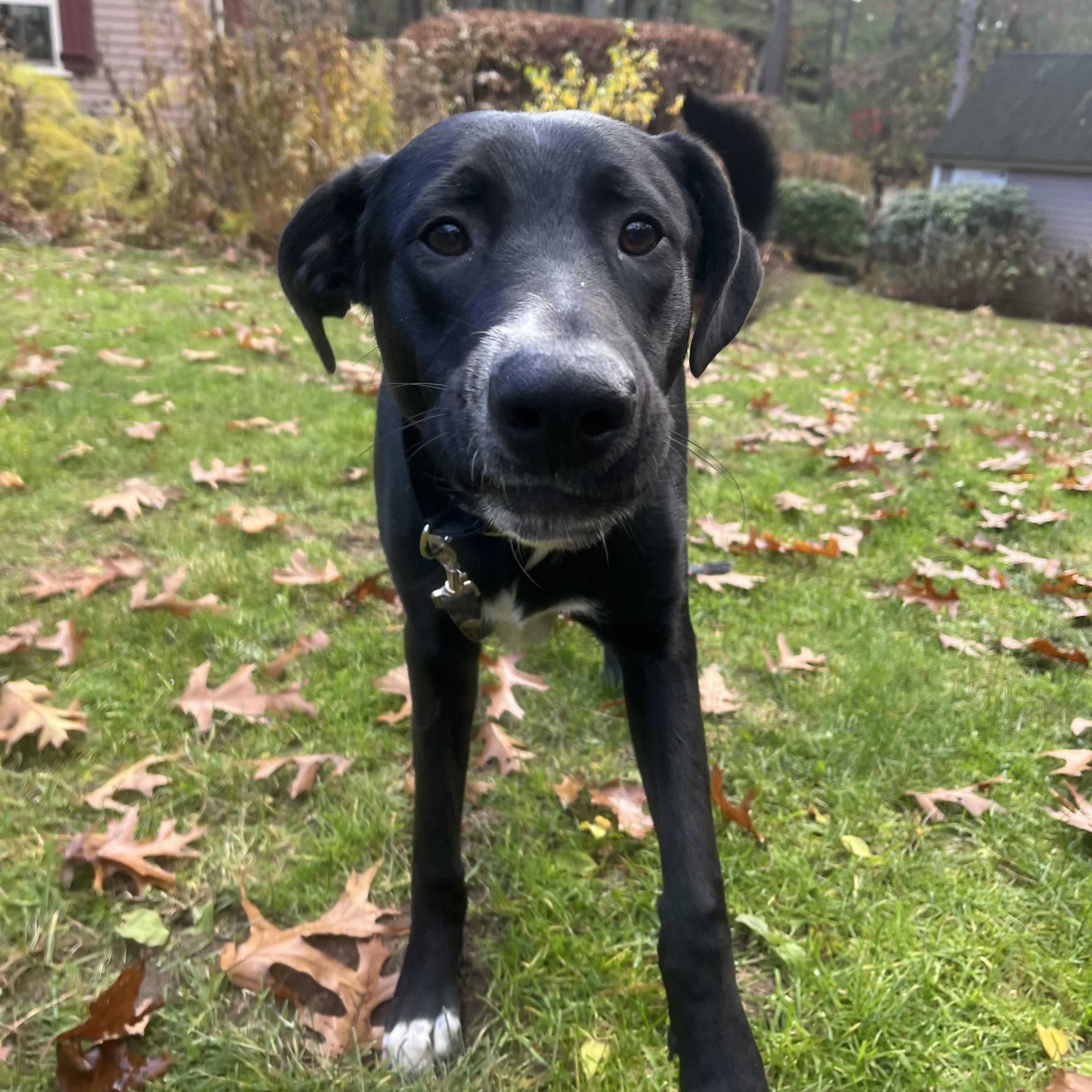 Enlarge Gizmo Local Dog, a Adoptable mixed breed in Andover, MA image 3/6