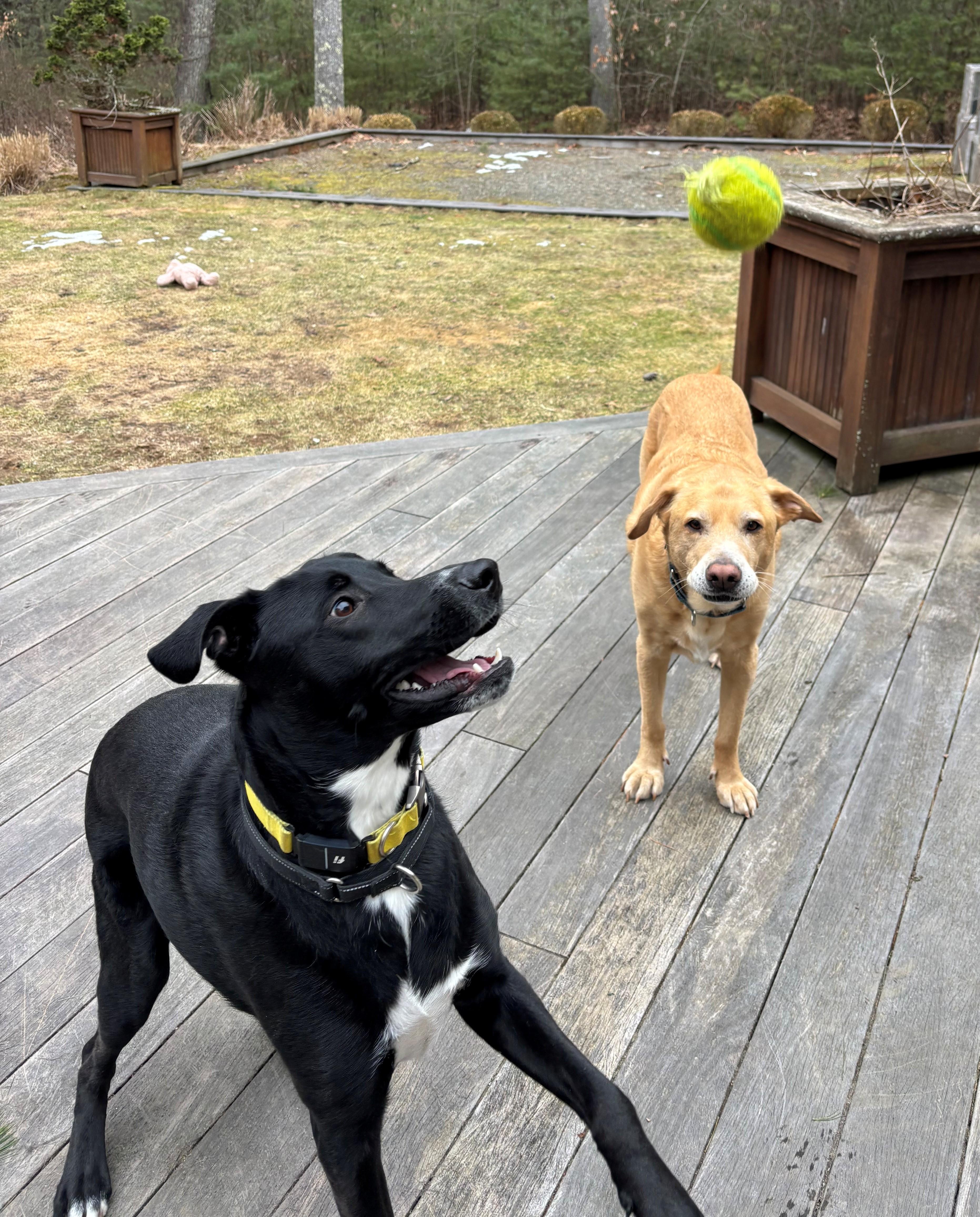 Enlarge Gizmo Local Dog, a Adoptable mixed breed in Andover, MA image 2/6