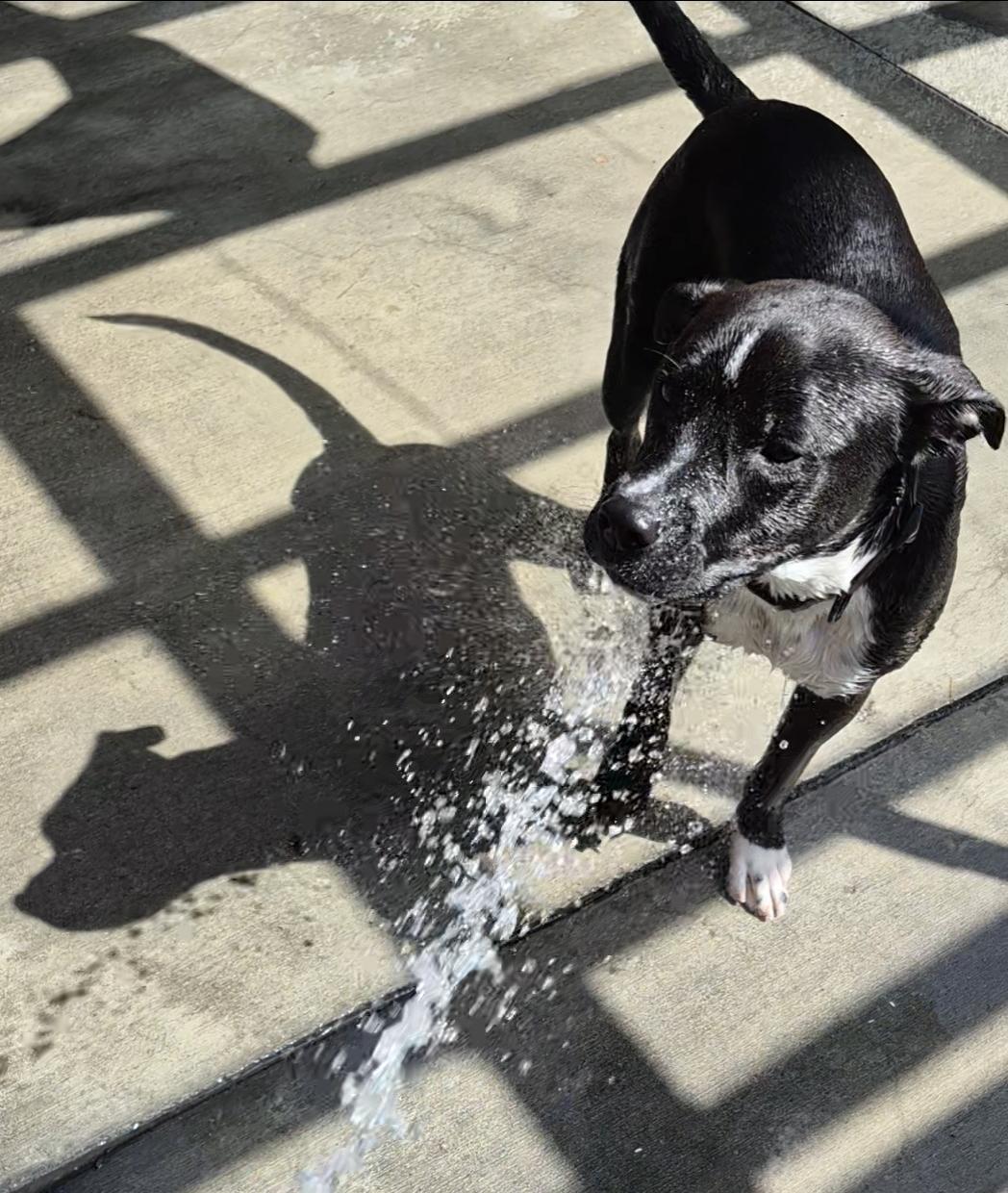 Luca Loves Water