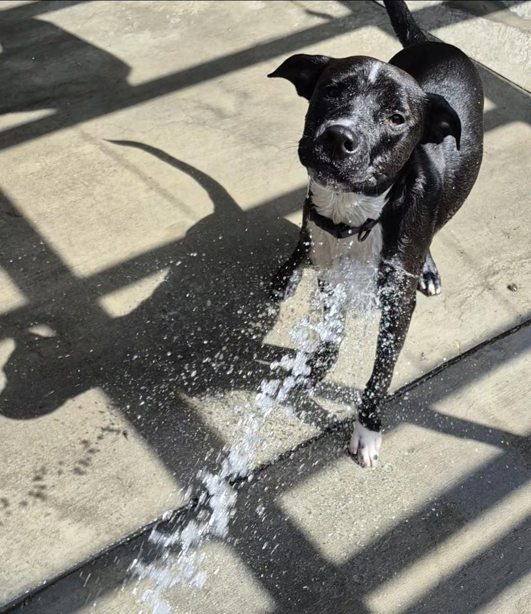 Luca Loves Water