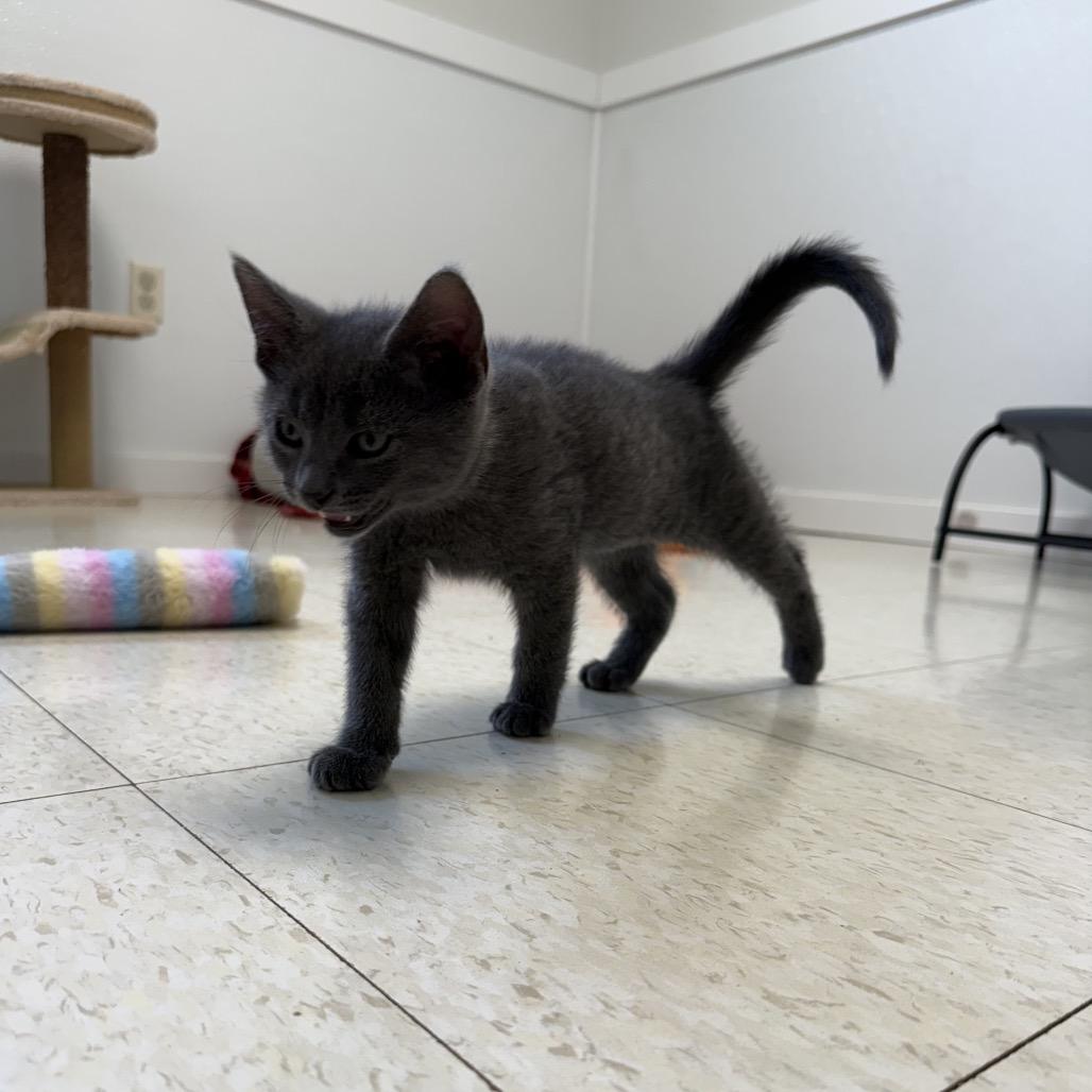 Kronos, Adoptable, Kitten Male Domestic Short Hair.