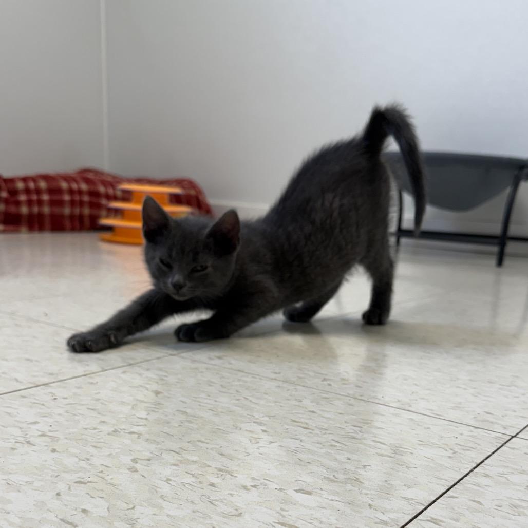 Kronos, a Adoptable Domestic Short Hair in Milford, IA image 2/4