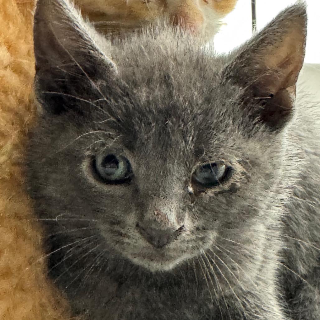 Kronos, a Adoptable Domestic Short Hair in Milford, IA image 3/4