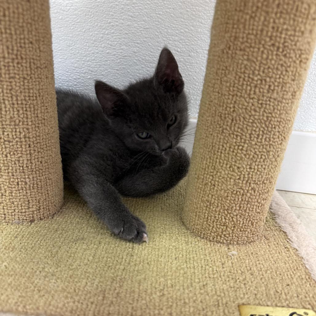 Kronos, a Adoptable Domestic Short Hair in Milford, IA image 4/4